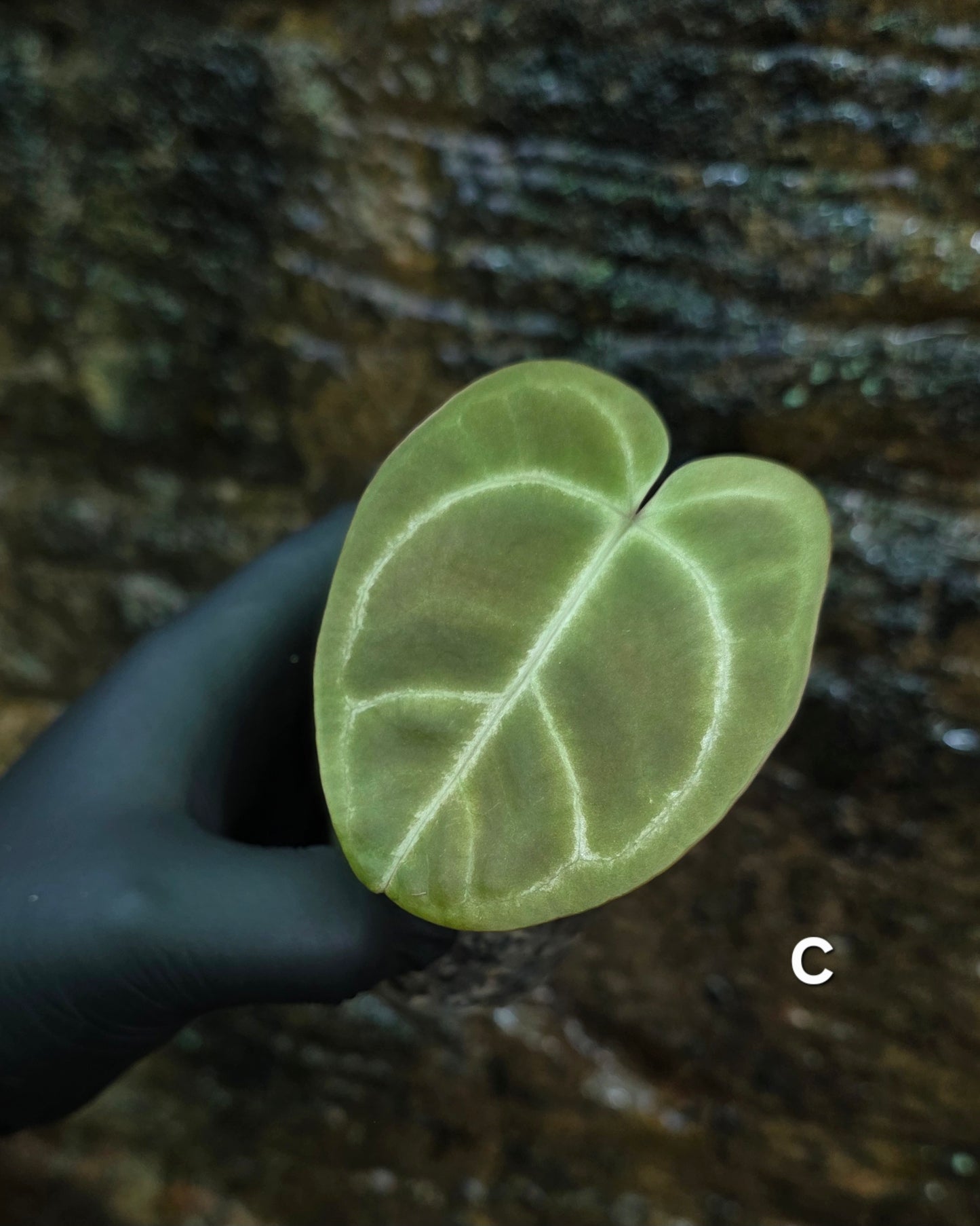 Anthurium Crystallinum hybrids