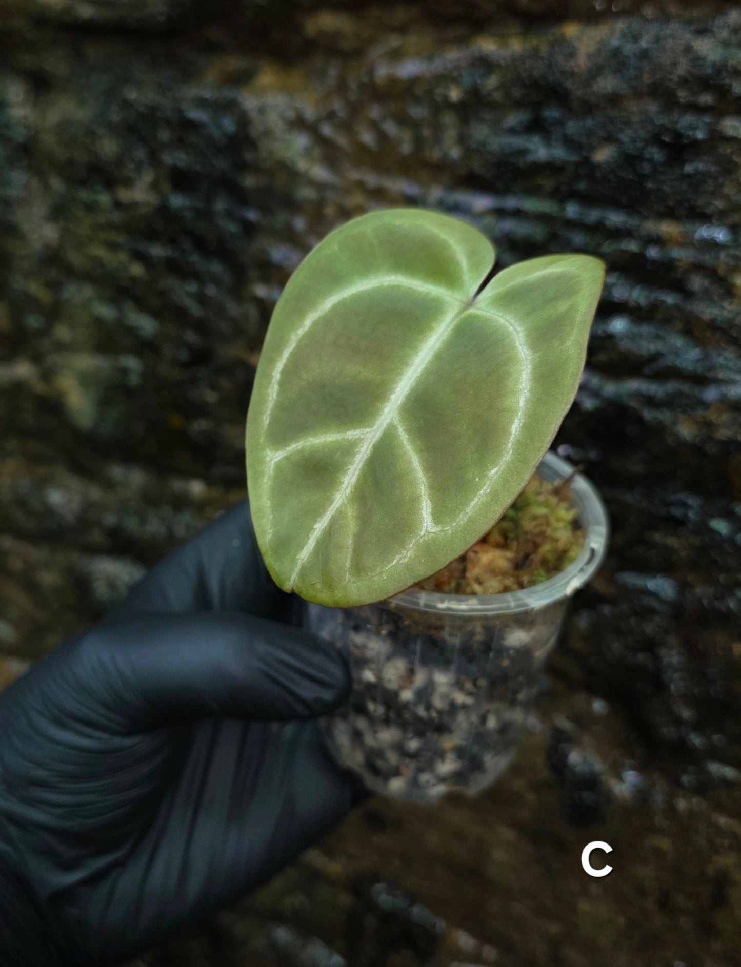Anthurium Crystallinum hybrids