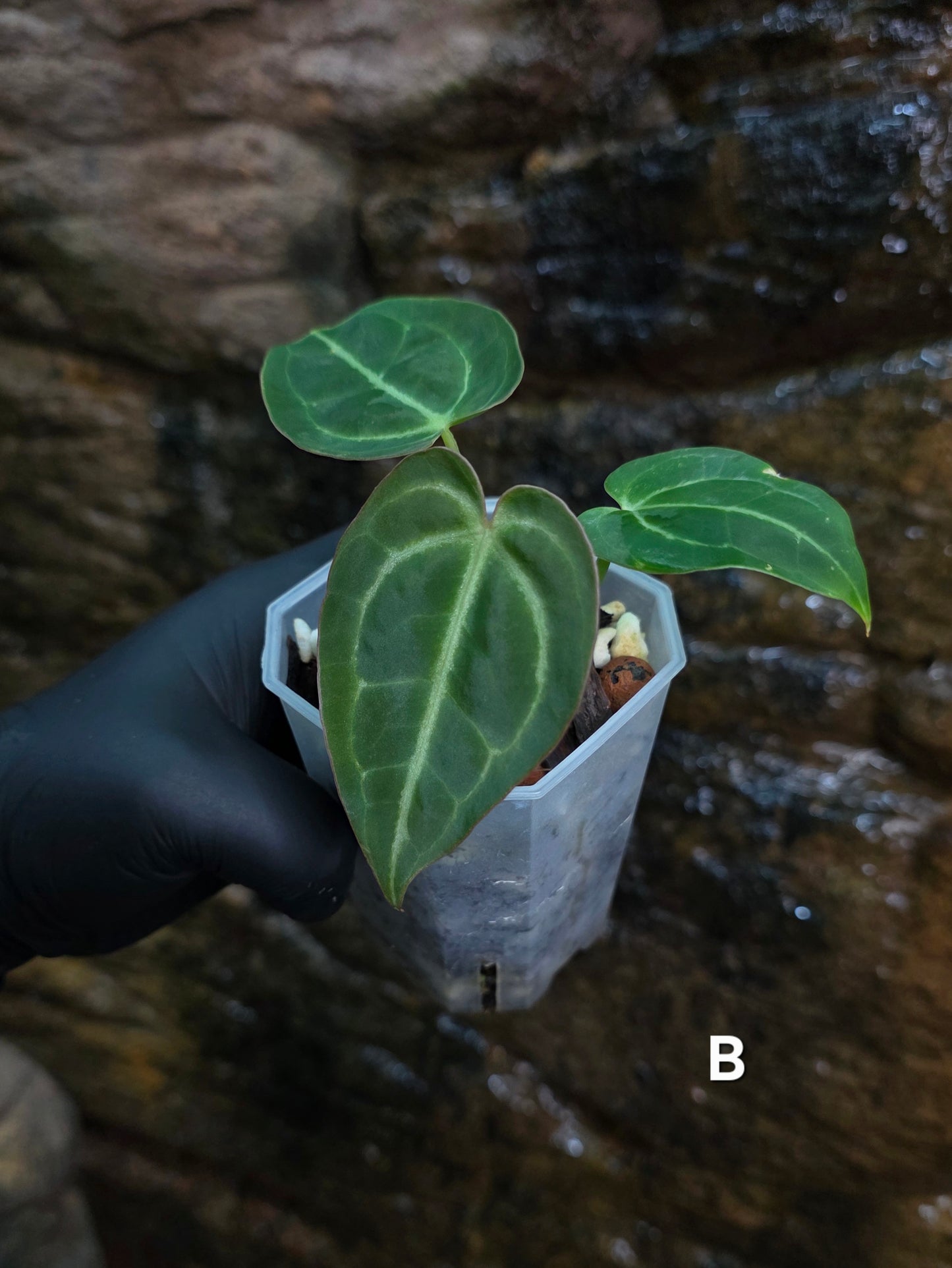 Anthurium Crystallinum hybrids