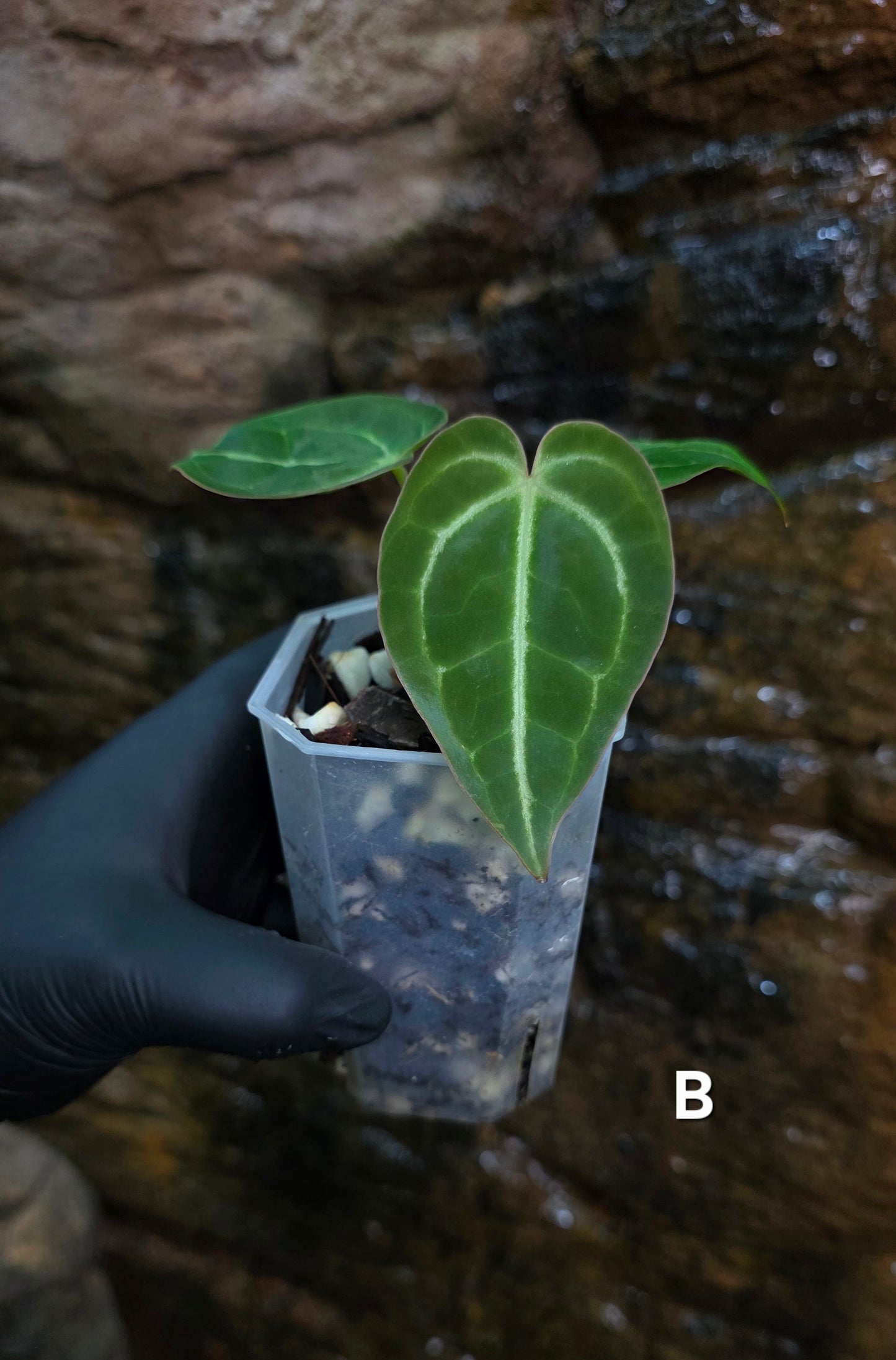 Anthurium Crystallinum hybrids