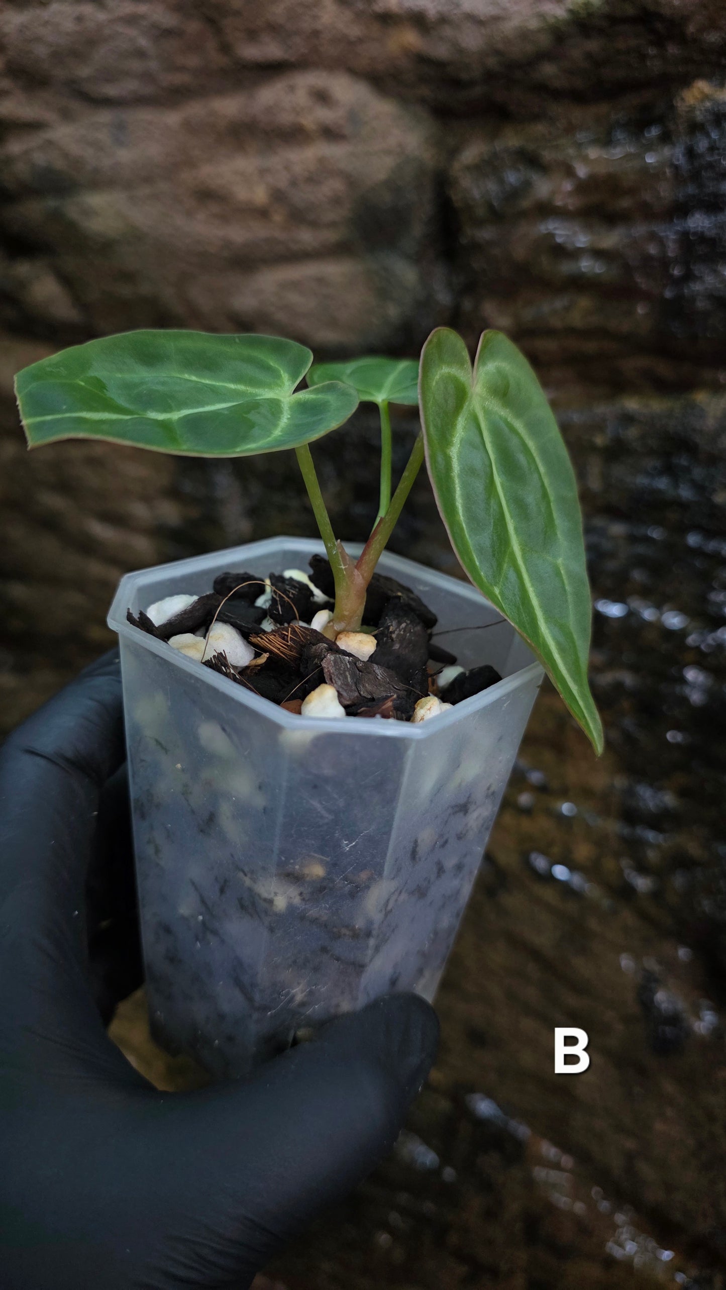 Anthurium Crystallinum hybrids