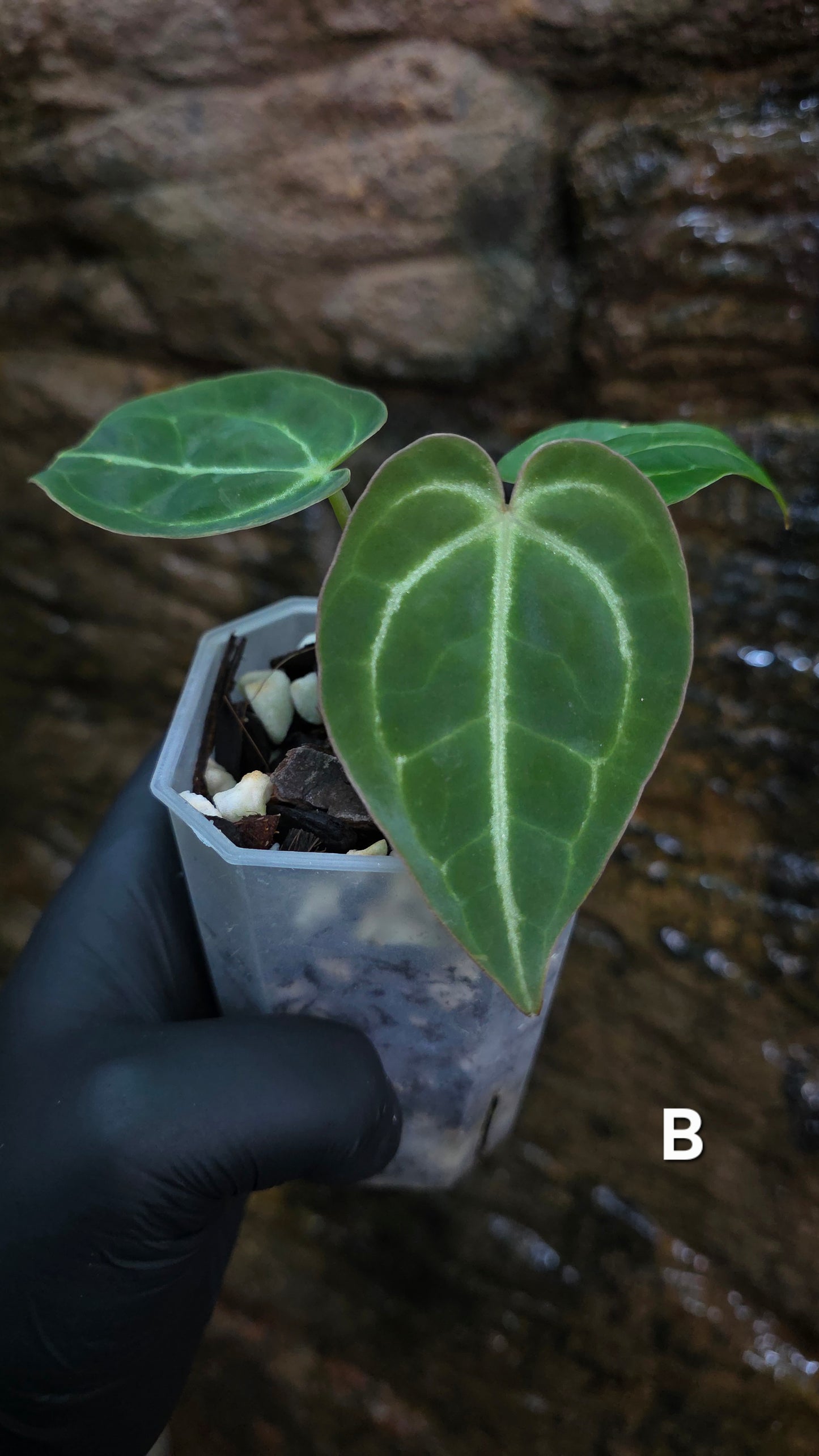 Anthurium Crystallinum hybrids