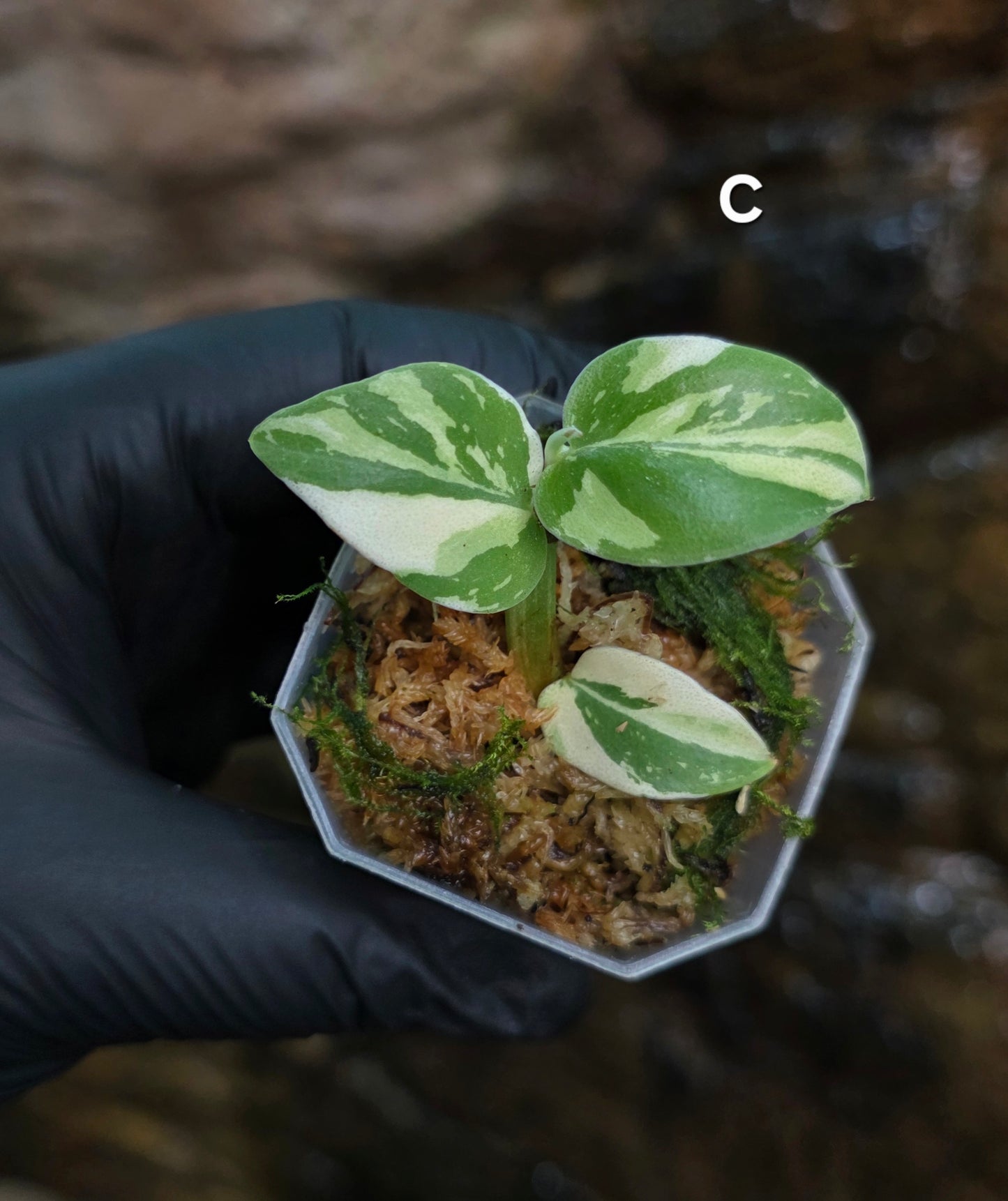 Raphidophora Hongkongenis albo