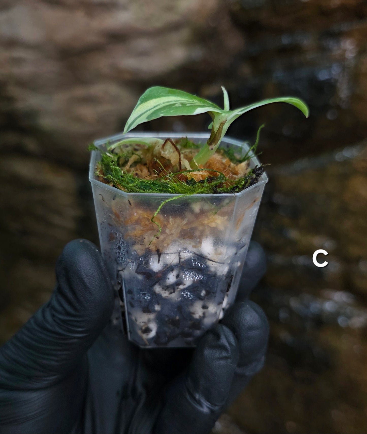 Raphidophora Hongkongenis albo
