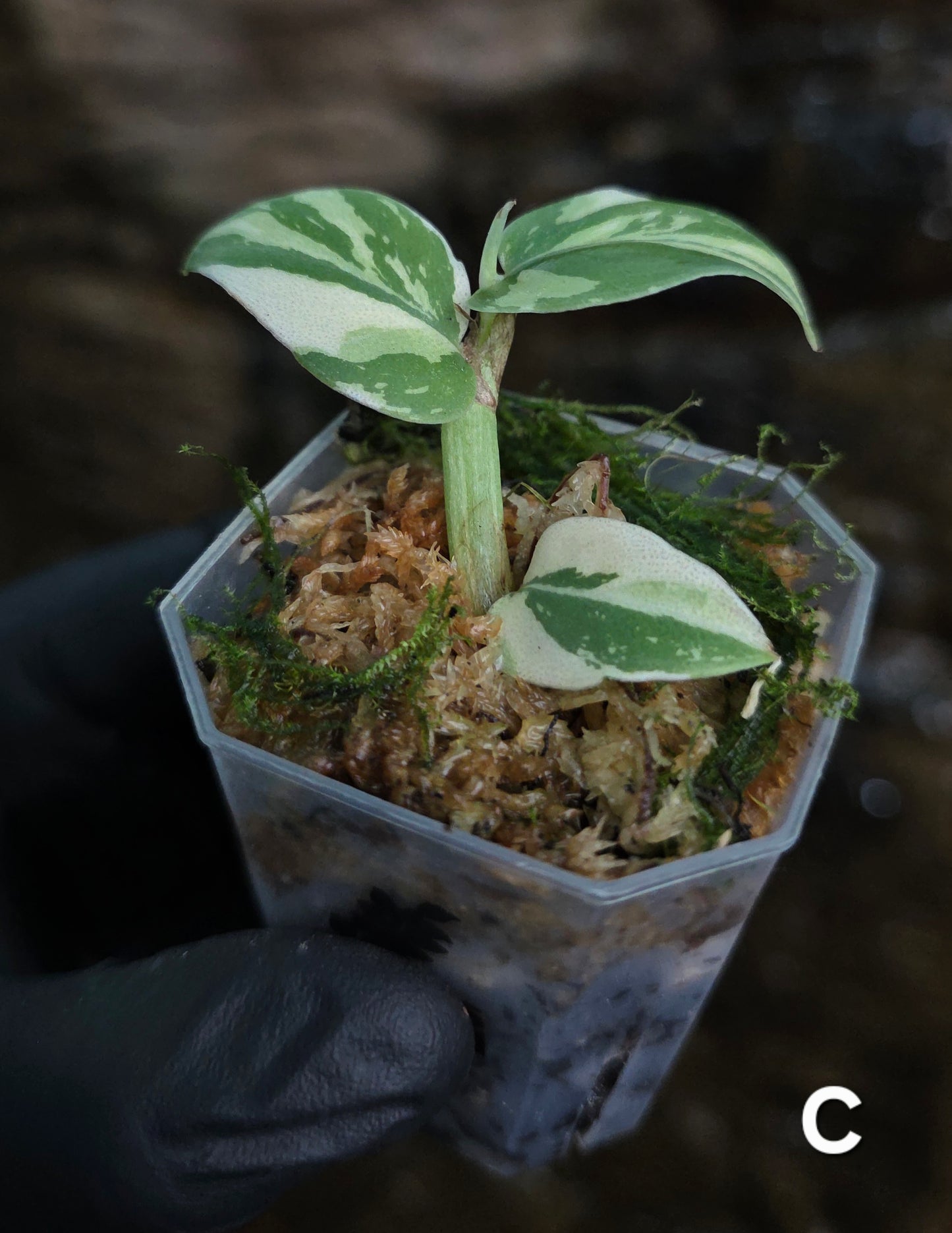 Raphidophora Hongkongenis albo