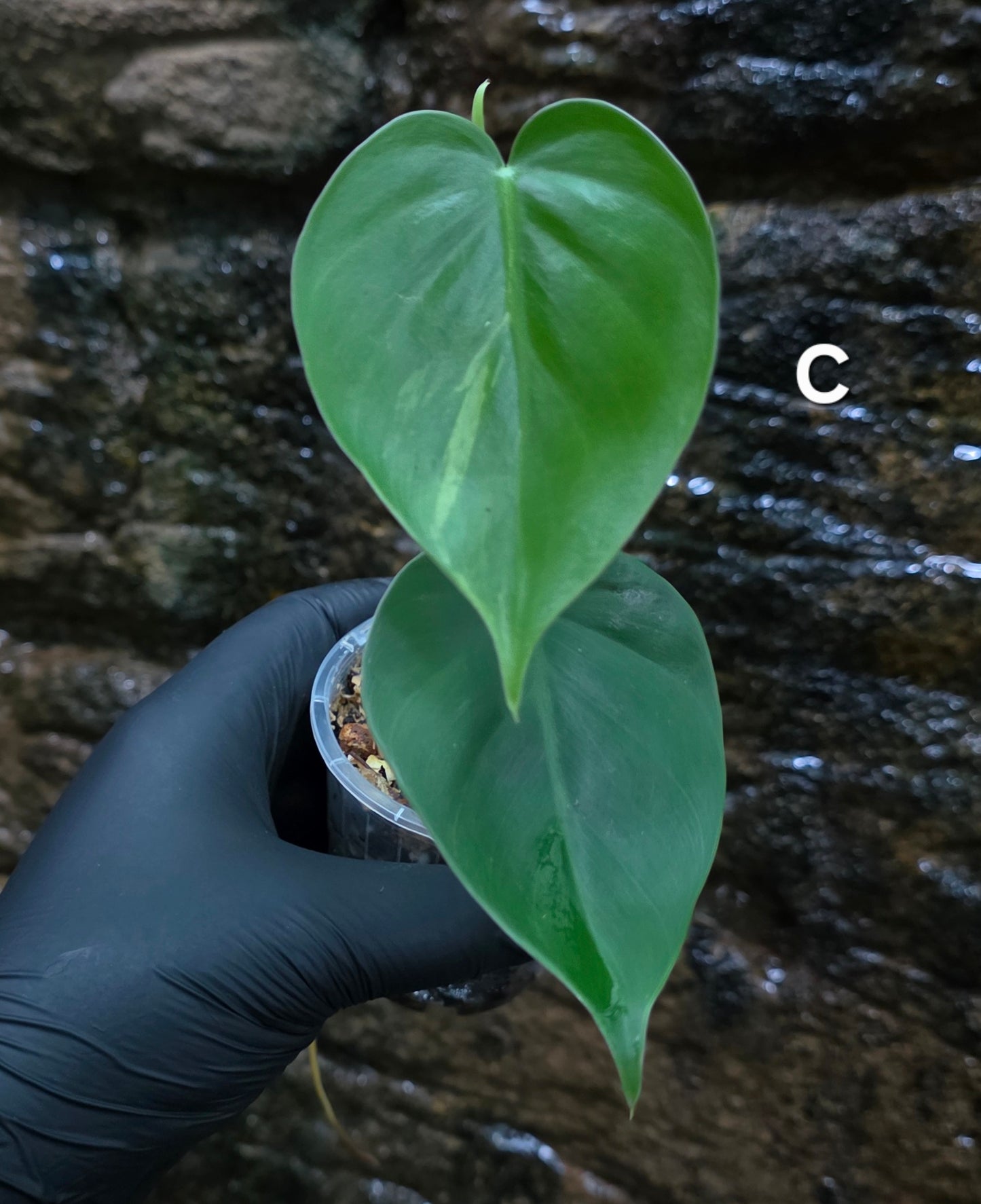 Variegated Philodendron Heart leaf