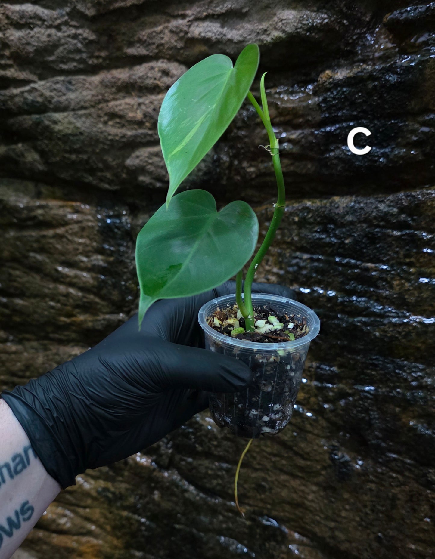 Variegated Philodendron Heart leaf