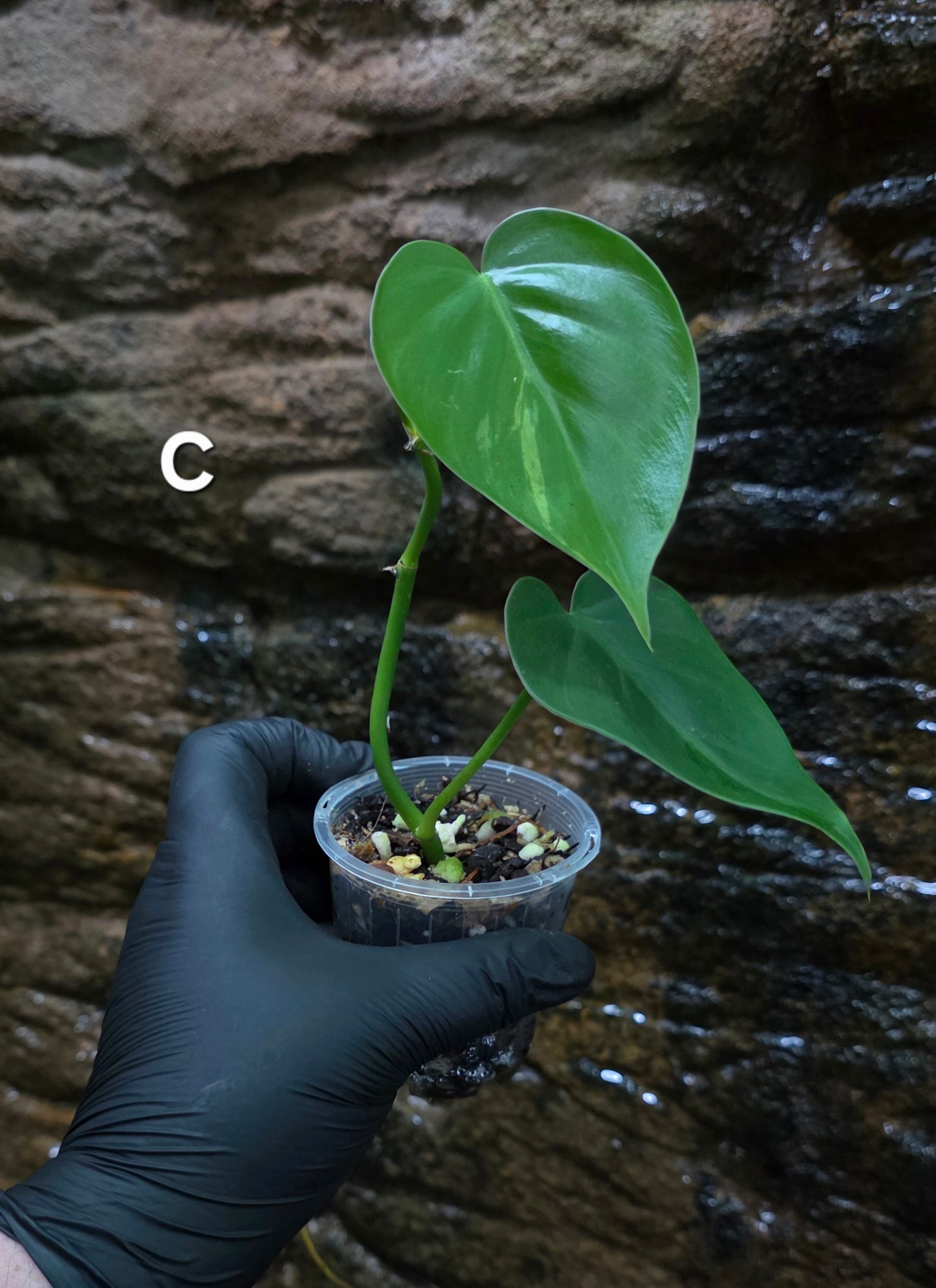 Variegated Philodendron Heart leaf