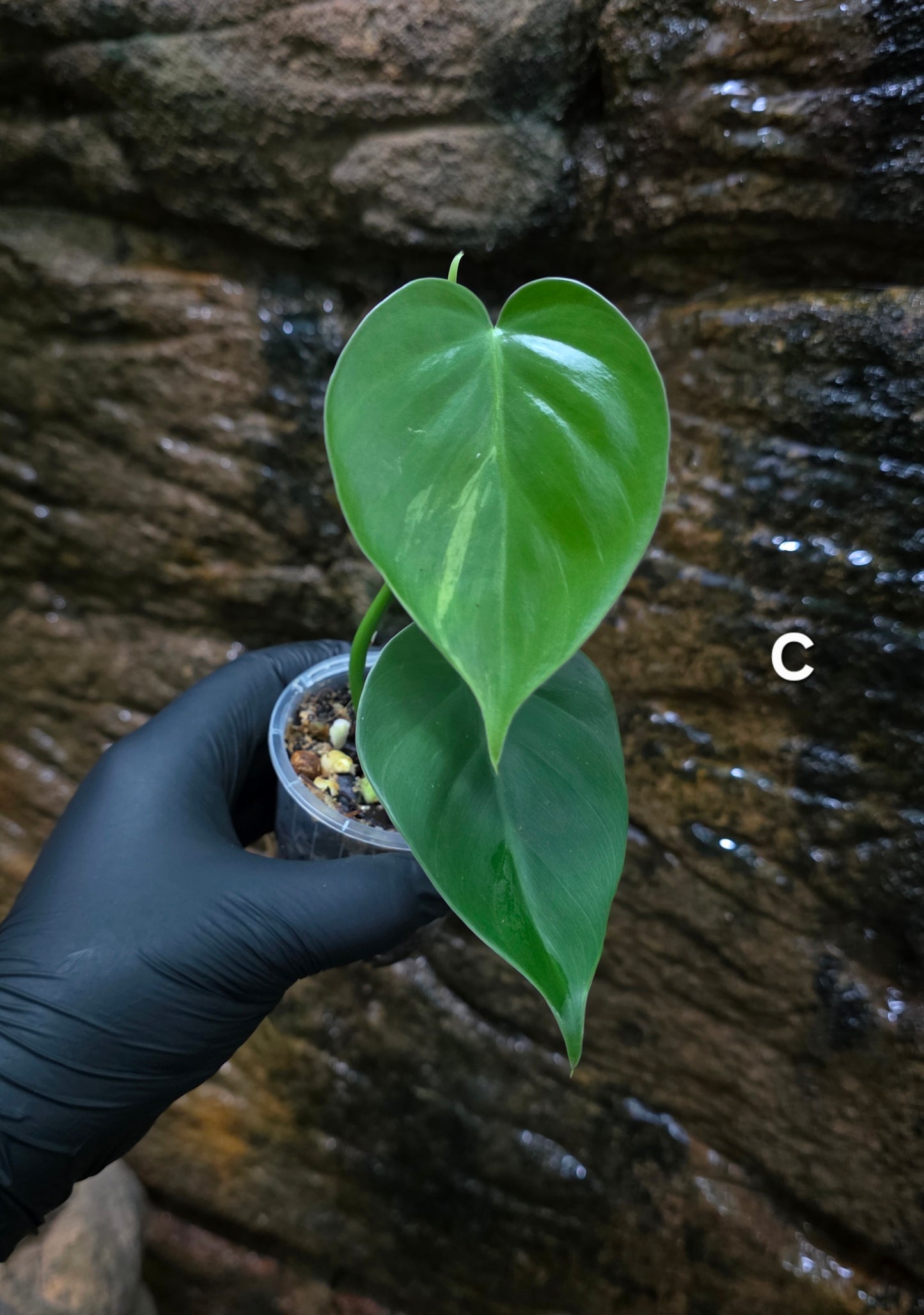 Variegated Philodendron Heart leaf