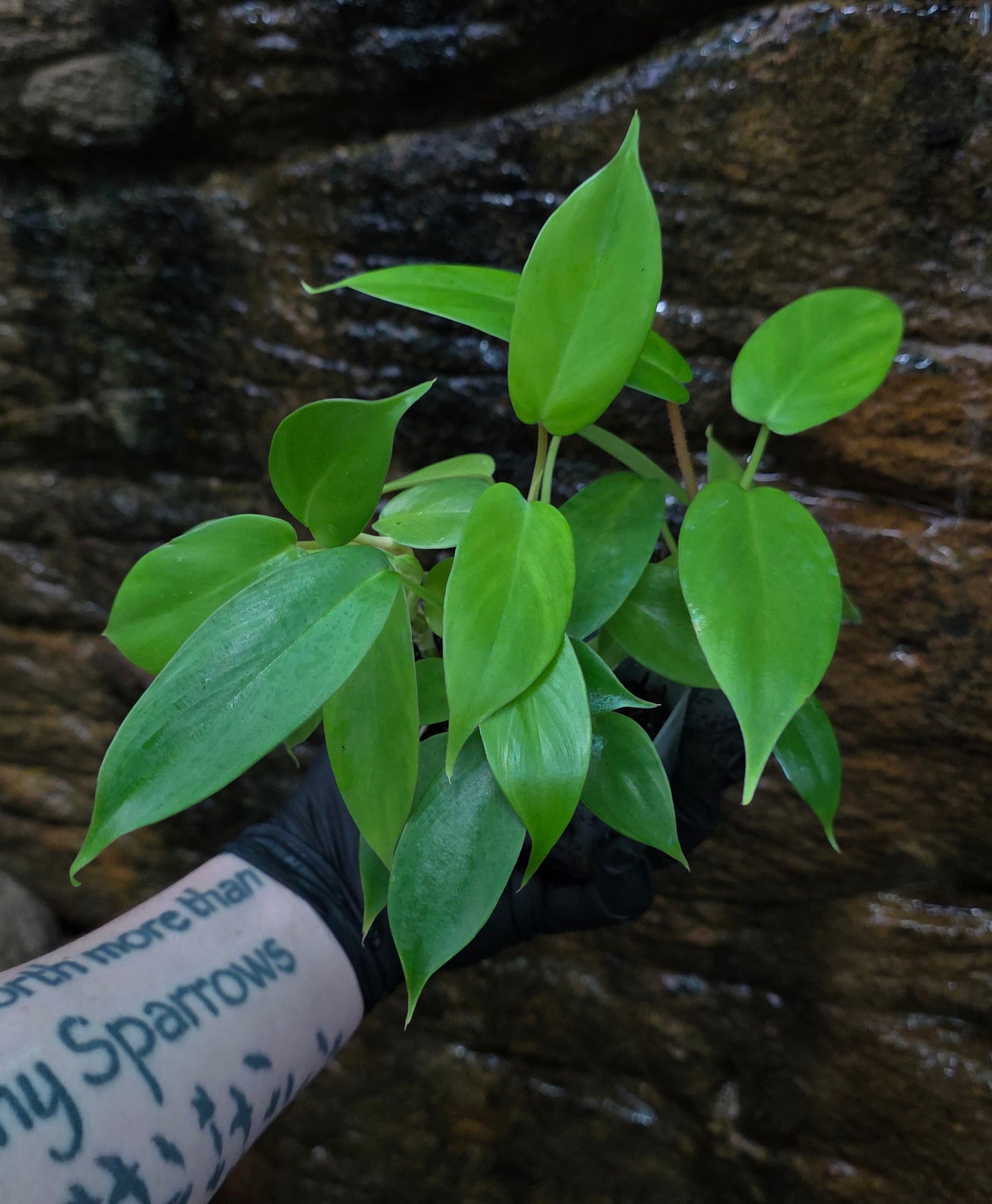 NEW HYBRID* Philodendron Florida Beauty x Squamferium (GREEN)