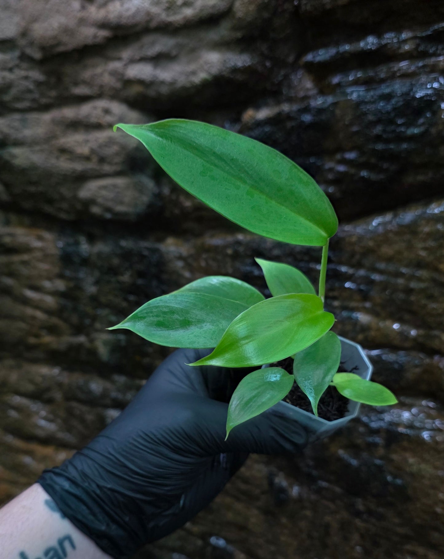 NEW HYBRID* Philodendron Florida Beauty x Squamferium (GREEN)