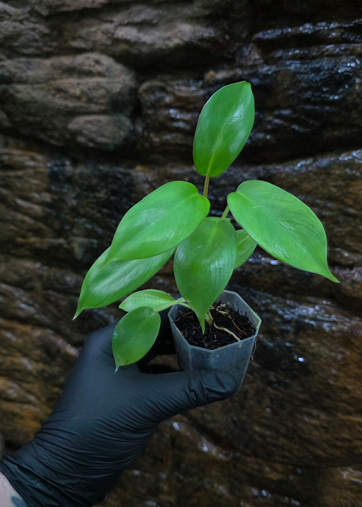 NEW HYBRID* Philodendron Florida Beauty x Squamferium (GREEN)