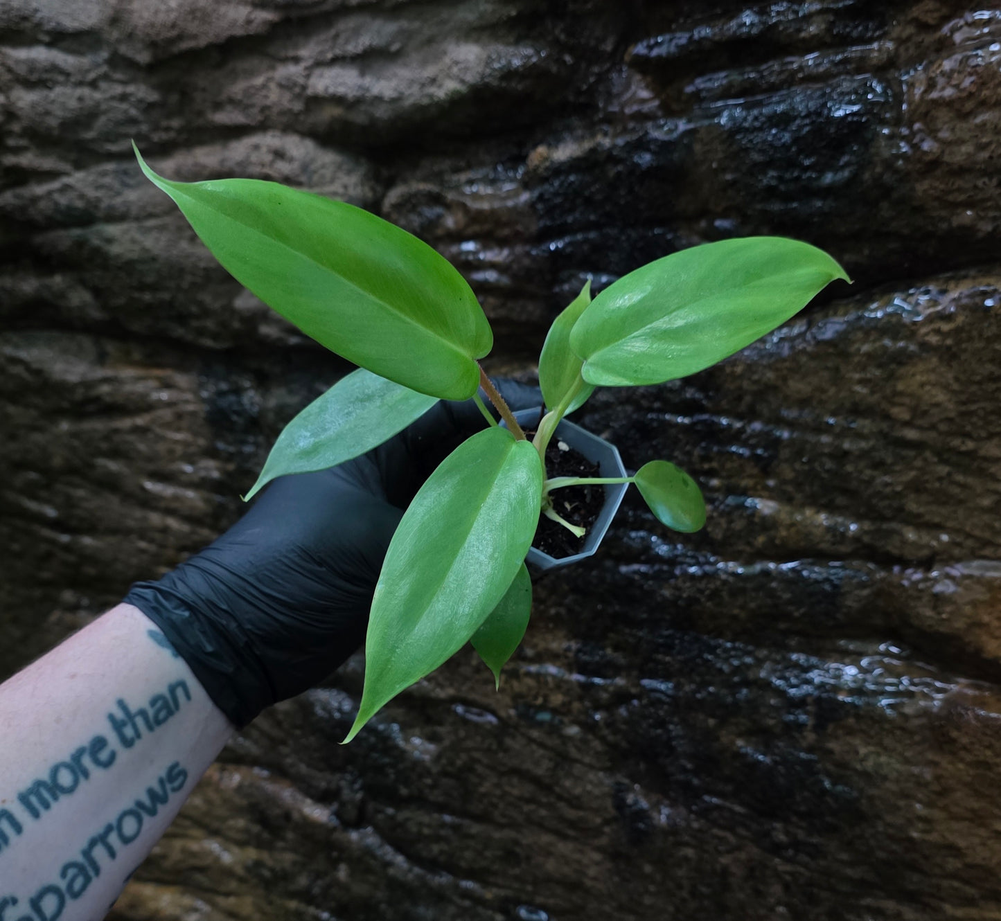 NEW HYBRID* Philodendron Florida Beauty x Squamferium (GREEN)