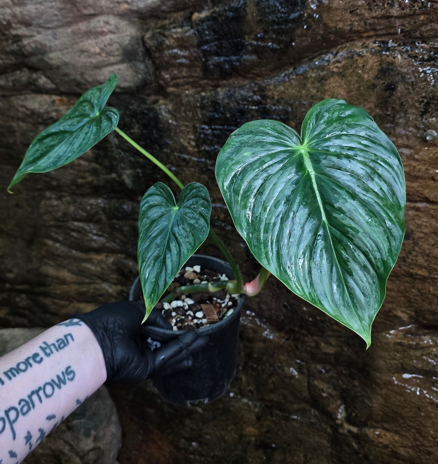 Philodendron Hybrid Philodendron Dean McDowell X Mamei