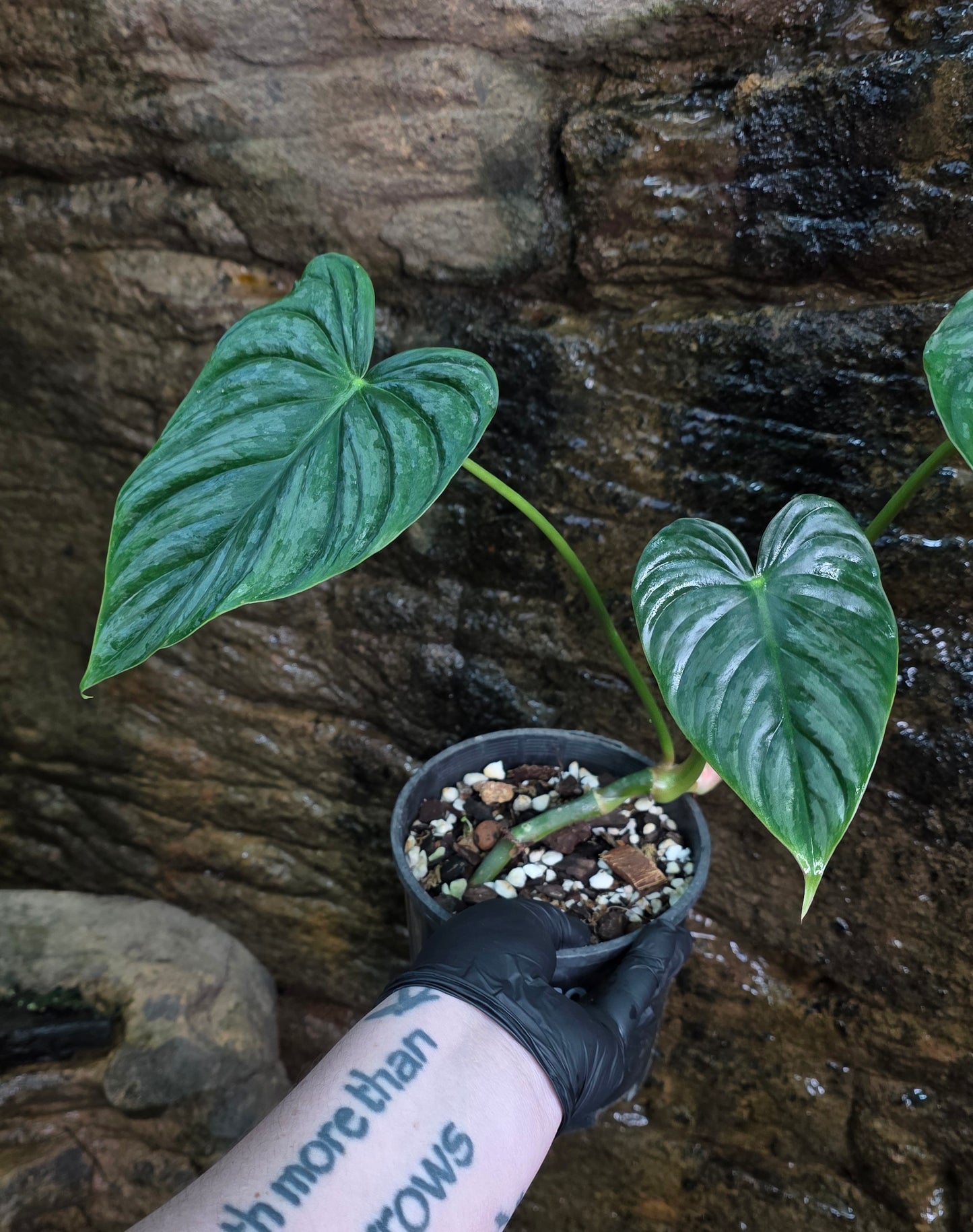 Philodendron Hybrid Philodendron Dean McDowell X Mamei