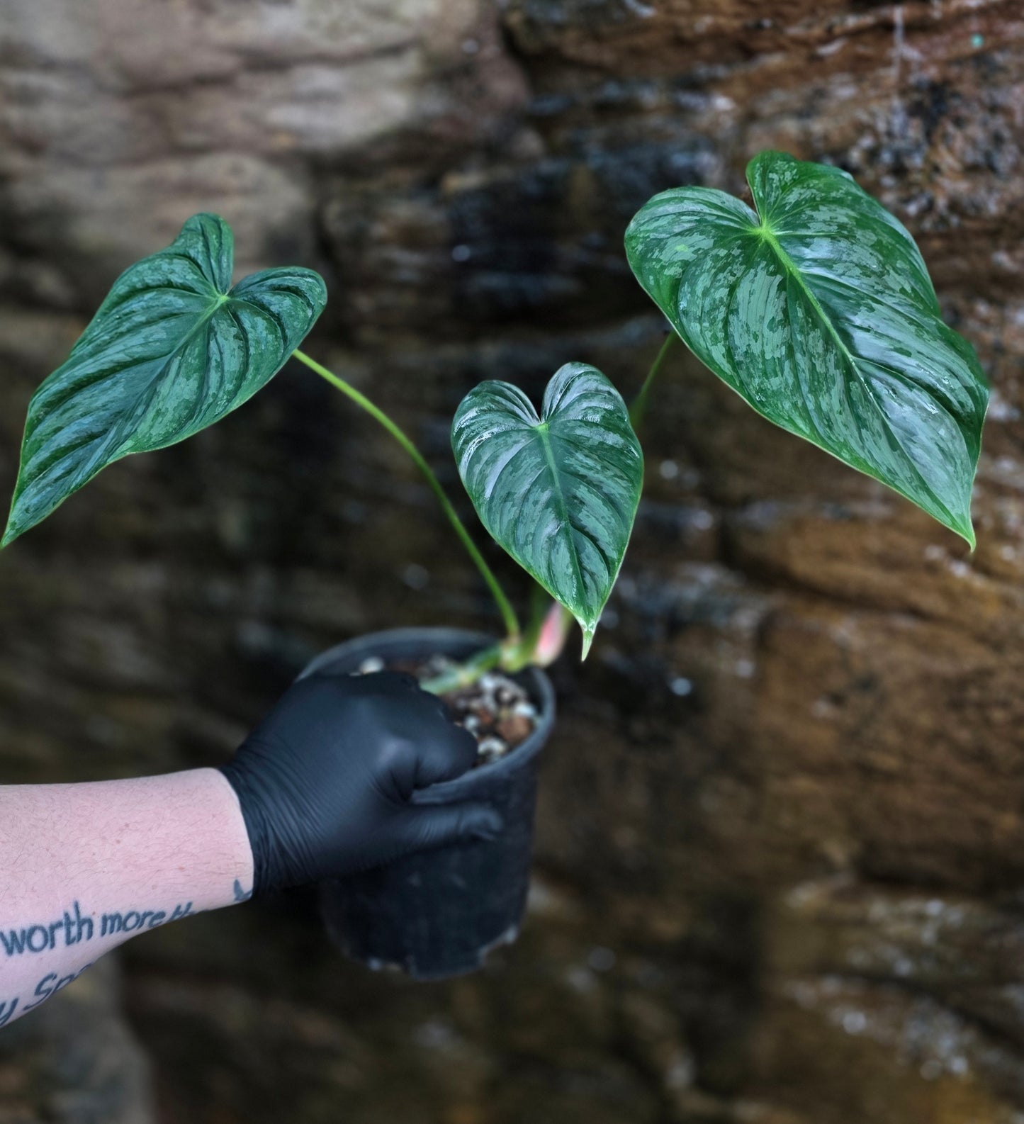 Philodendron Hybrid Philodendron Dean McDowell X Mamei
