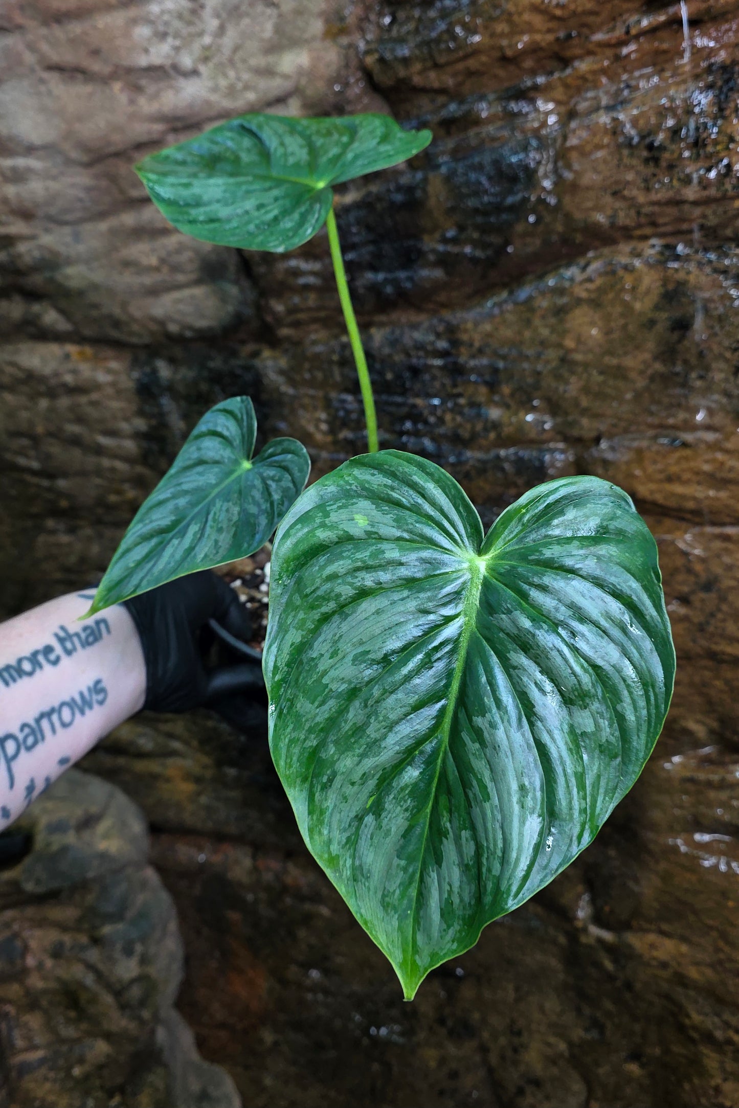 Philodendron Hybrid Philodendron Dean McDowell X Mamei