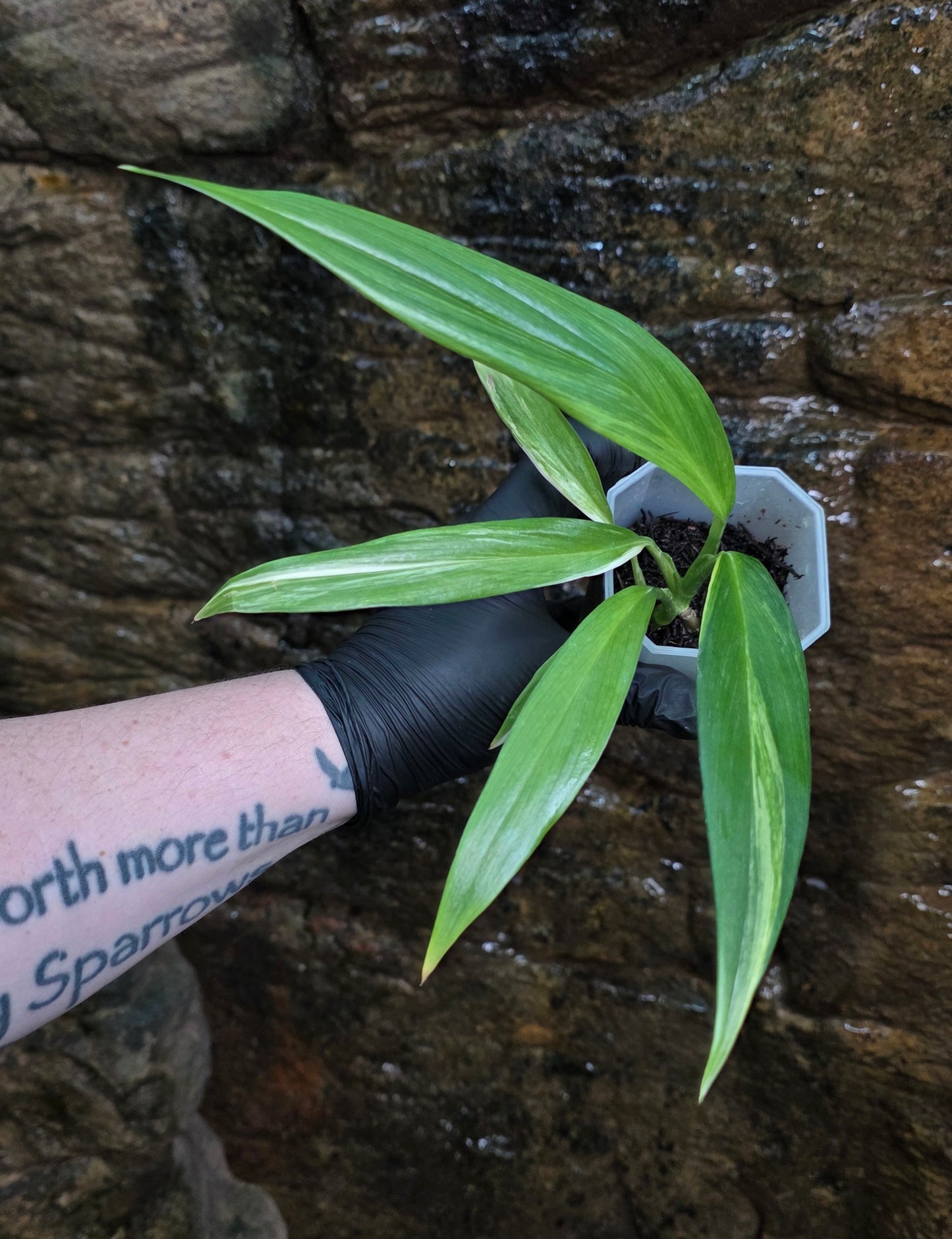 Variegated Epipremnum amplissimum
