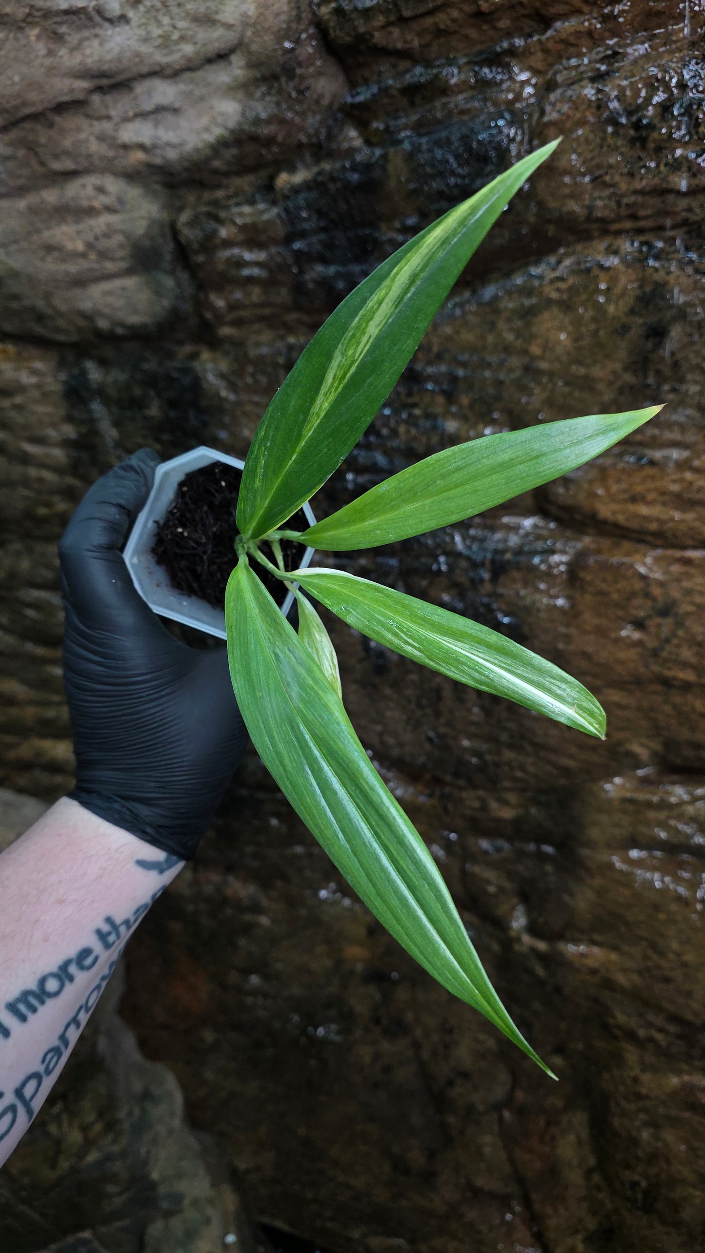 Variegated Epipremnum amplissimum