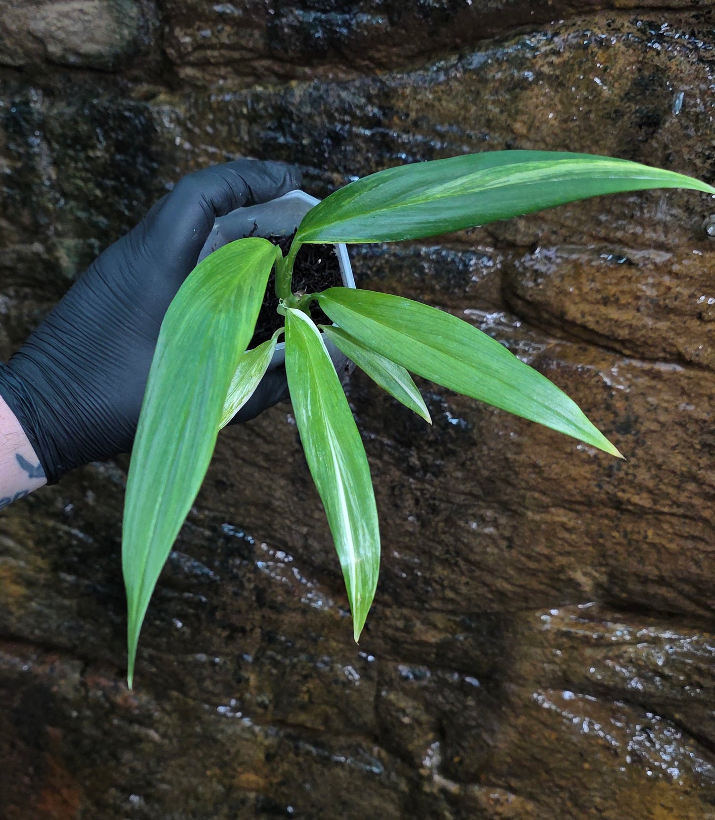 Variegated Epipremnum amplissimum