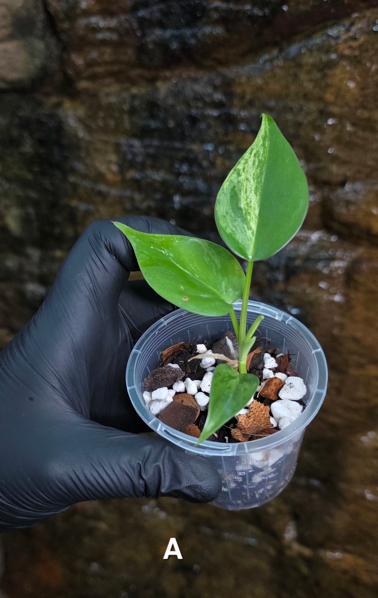 Variegated Philodendron Heart leaf