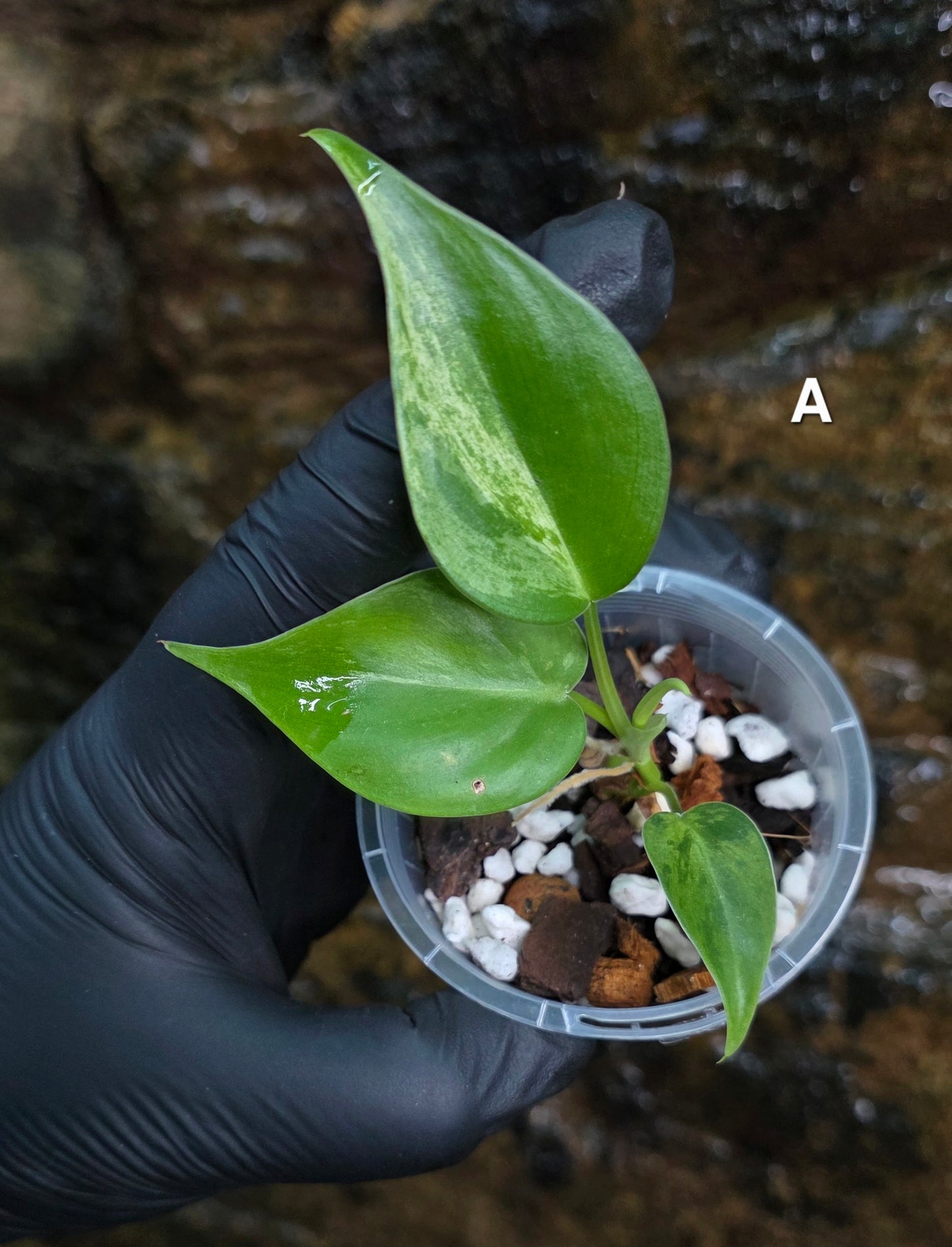 Variegated Philodendron Heart leaf