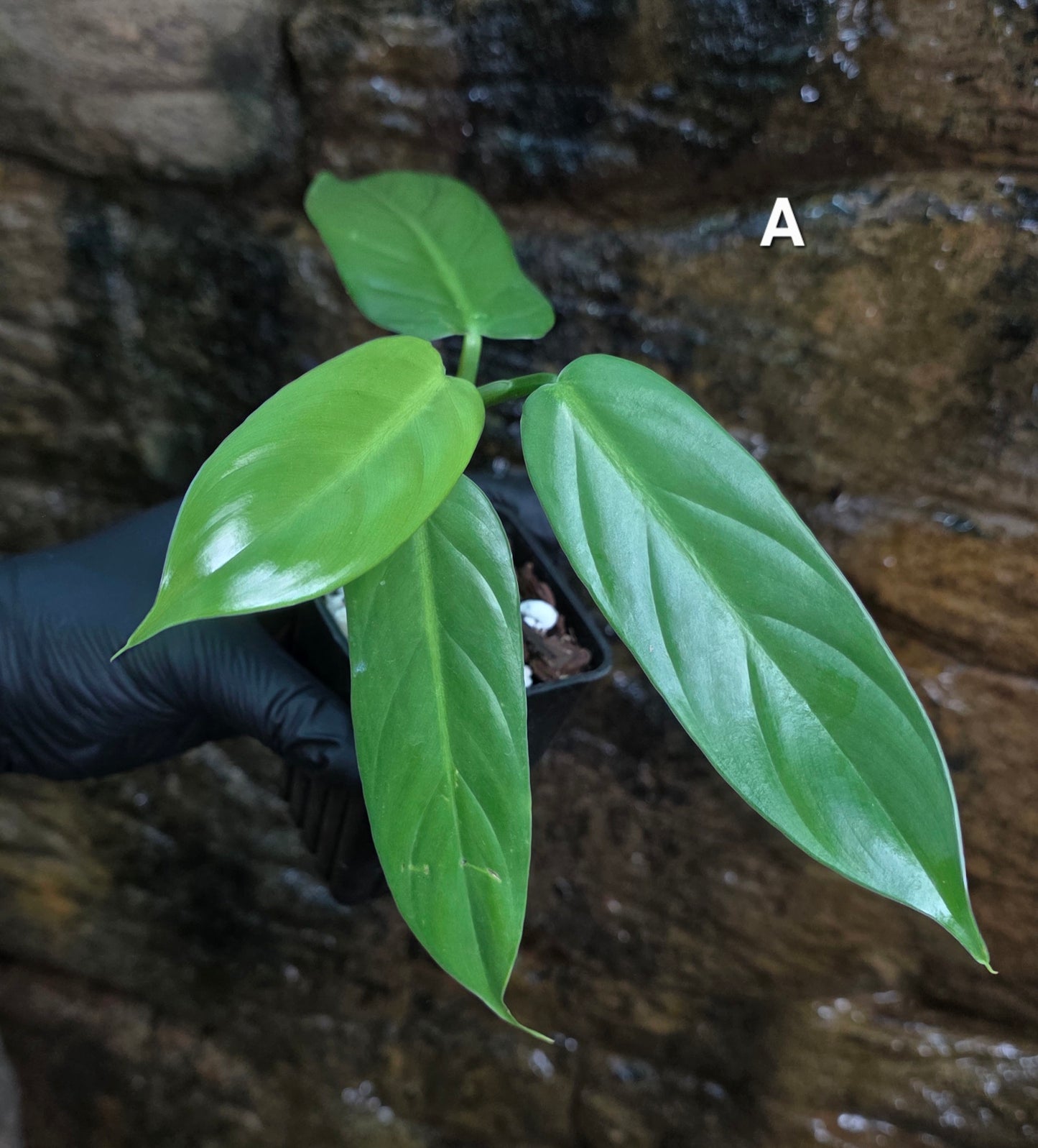 Philodendron Hastatum Green Form