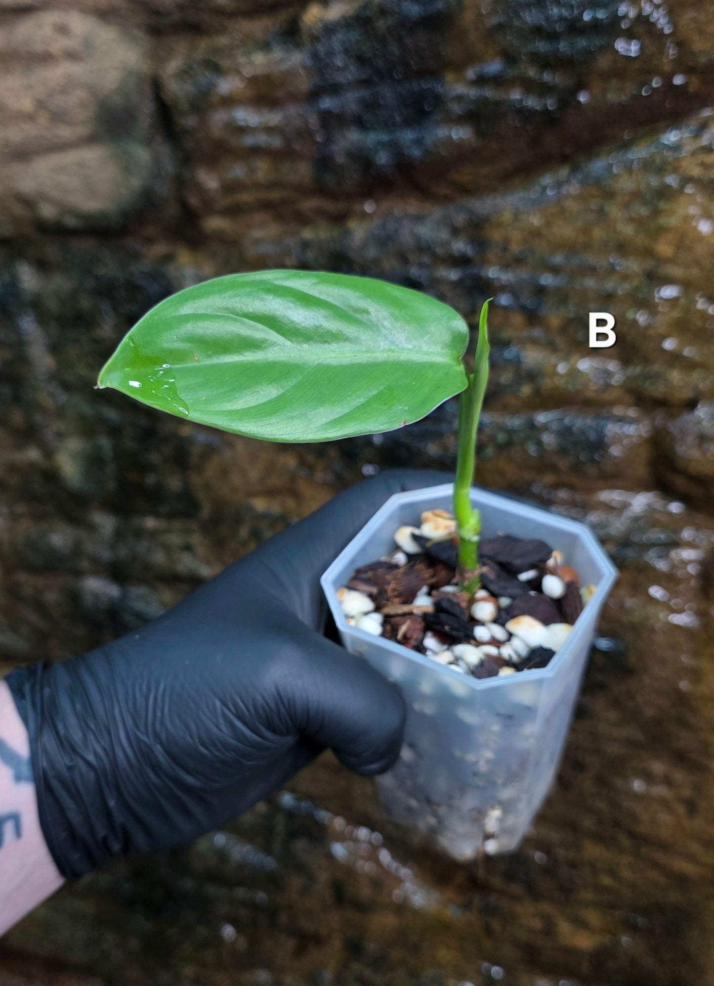 Philodendron Hastatum Green Form