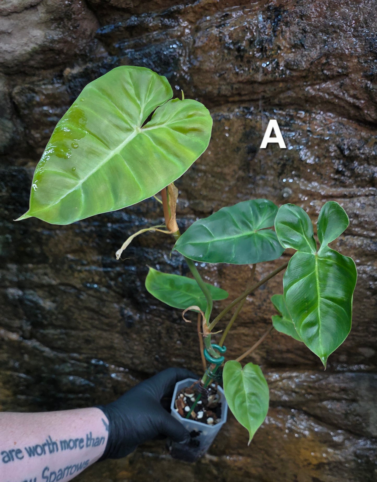 Philodendron Batch I.d " Billicosum " (Verrucosum x Billietiae) EXTRA LARGE