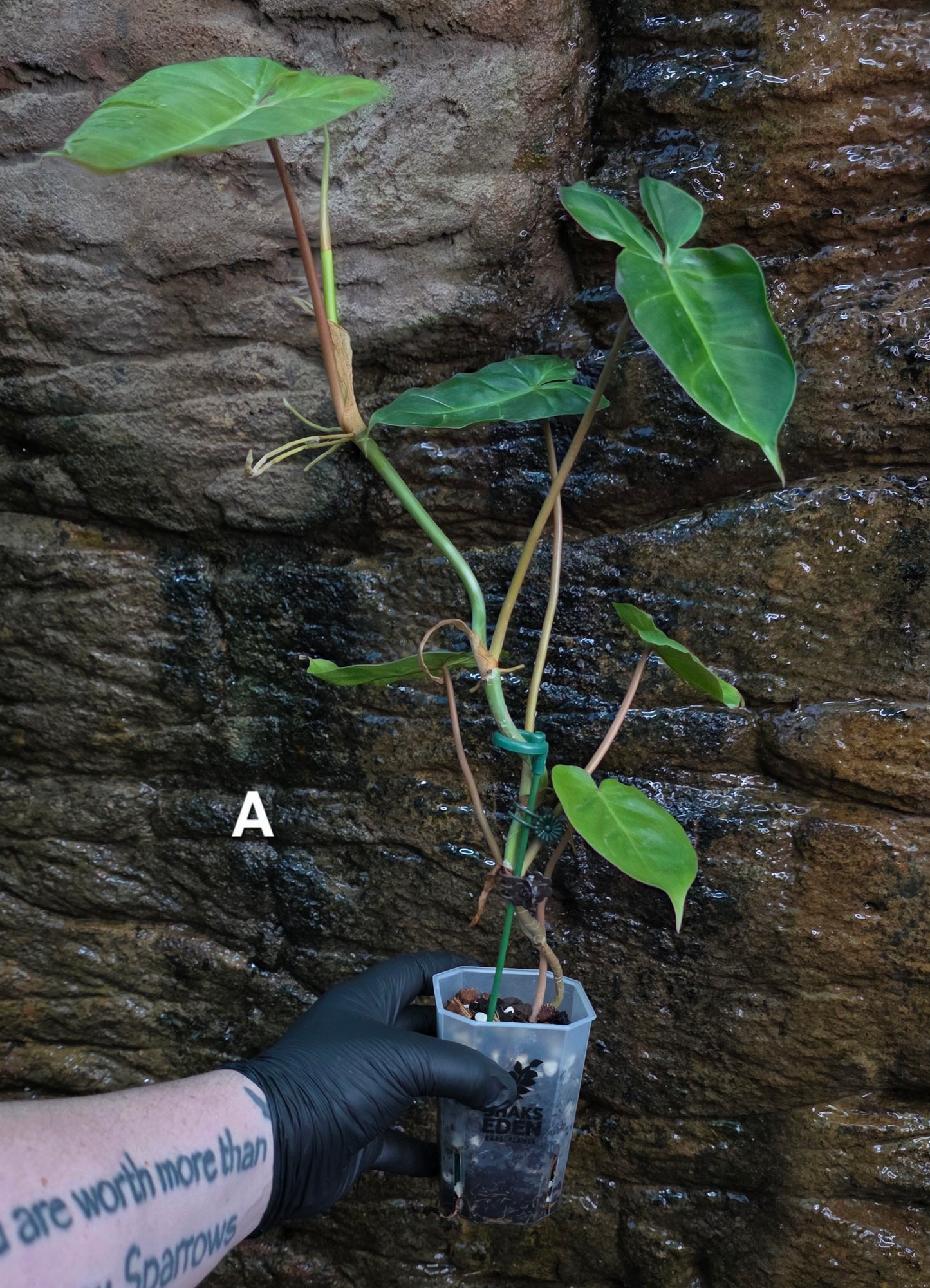 Philodendron Batch I.d " Billicosum " (Verrucosum x Billietiae) EXTRA LARGE