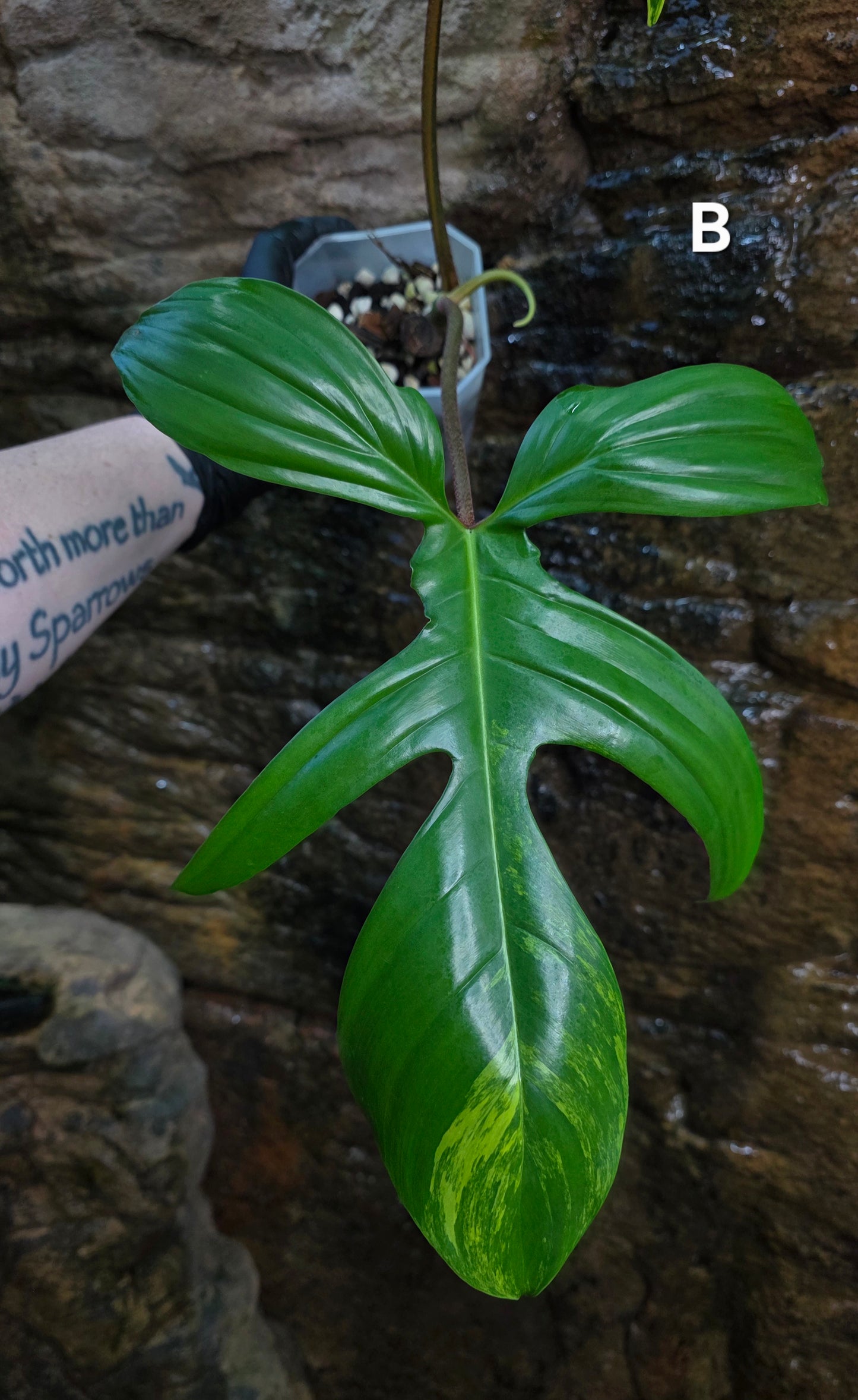Philodendron Florida Beauty