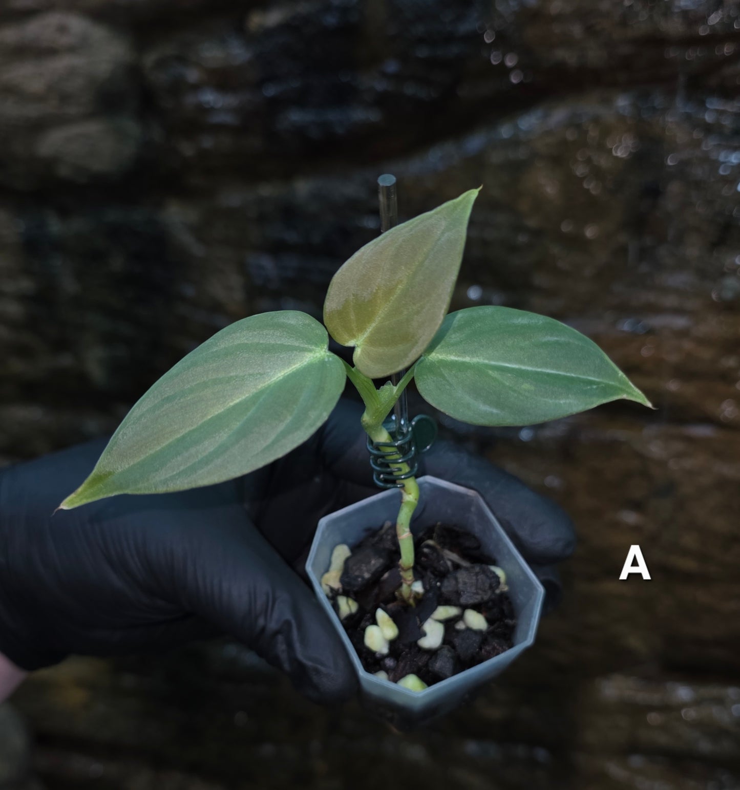 NEW HYBRID* Philodendron Majestic Hybrid seedlings