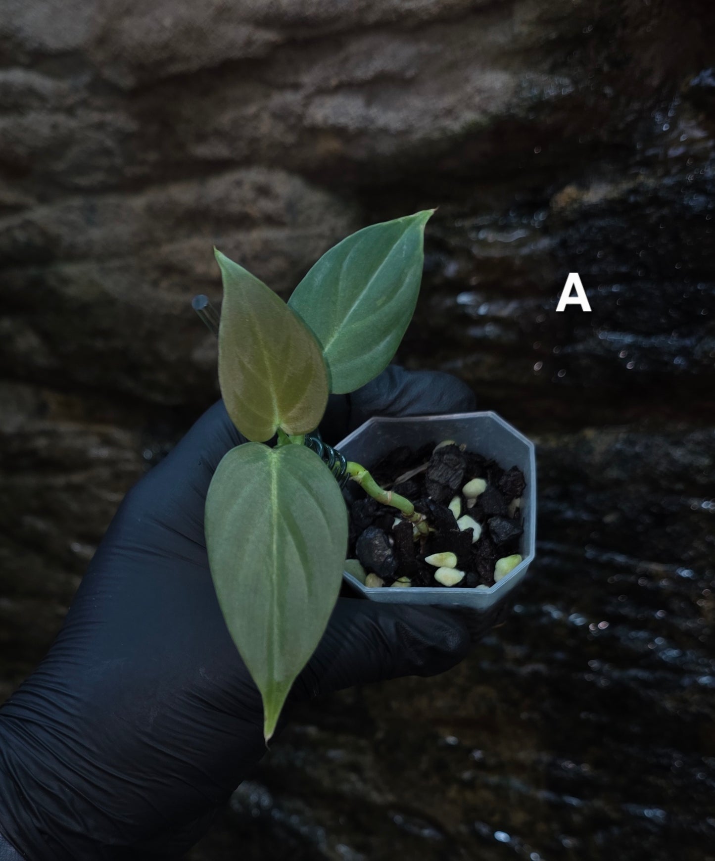 NEW HYBRID* Philodendron Majestic Hybrid seedlings