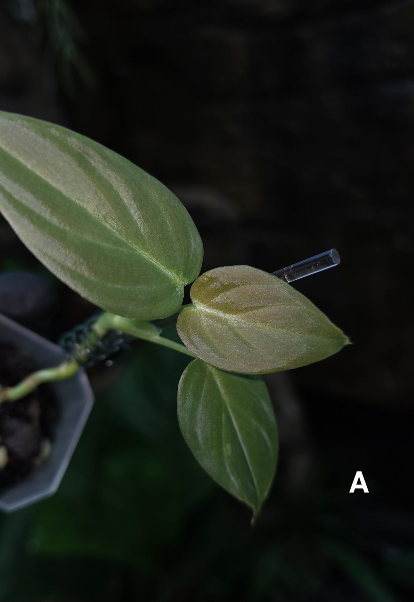 NEW HYBRID* Philodendron Majestic Hybrid seedlings