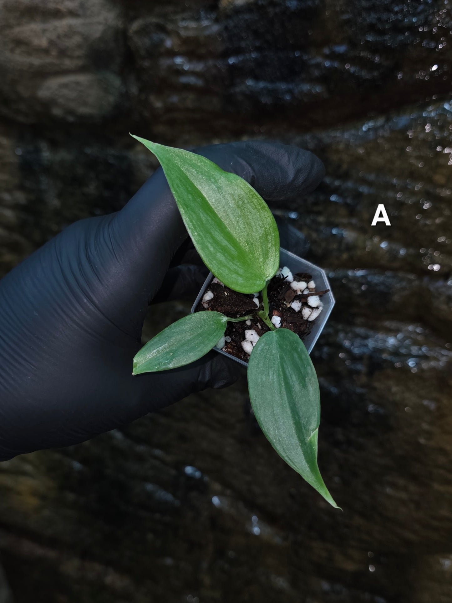 *NEW RELEASE* Philodendron Mamie x Brandtianum