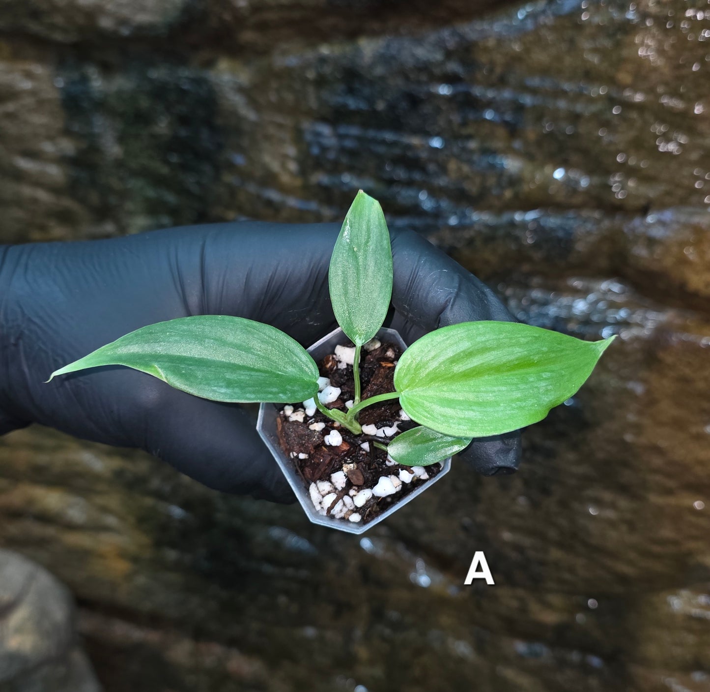 *NEW RELEASE* Philodendron Mamie x Brandtianum