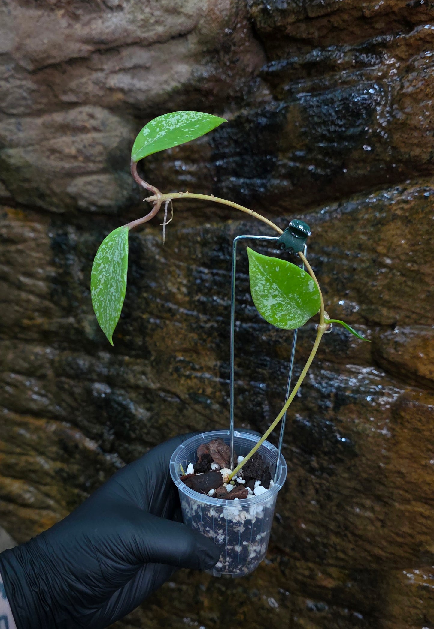 Hoya pubicalyx Splash