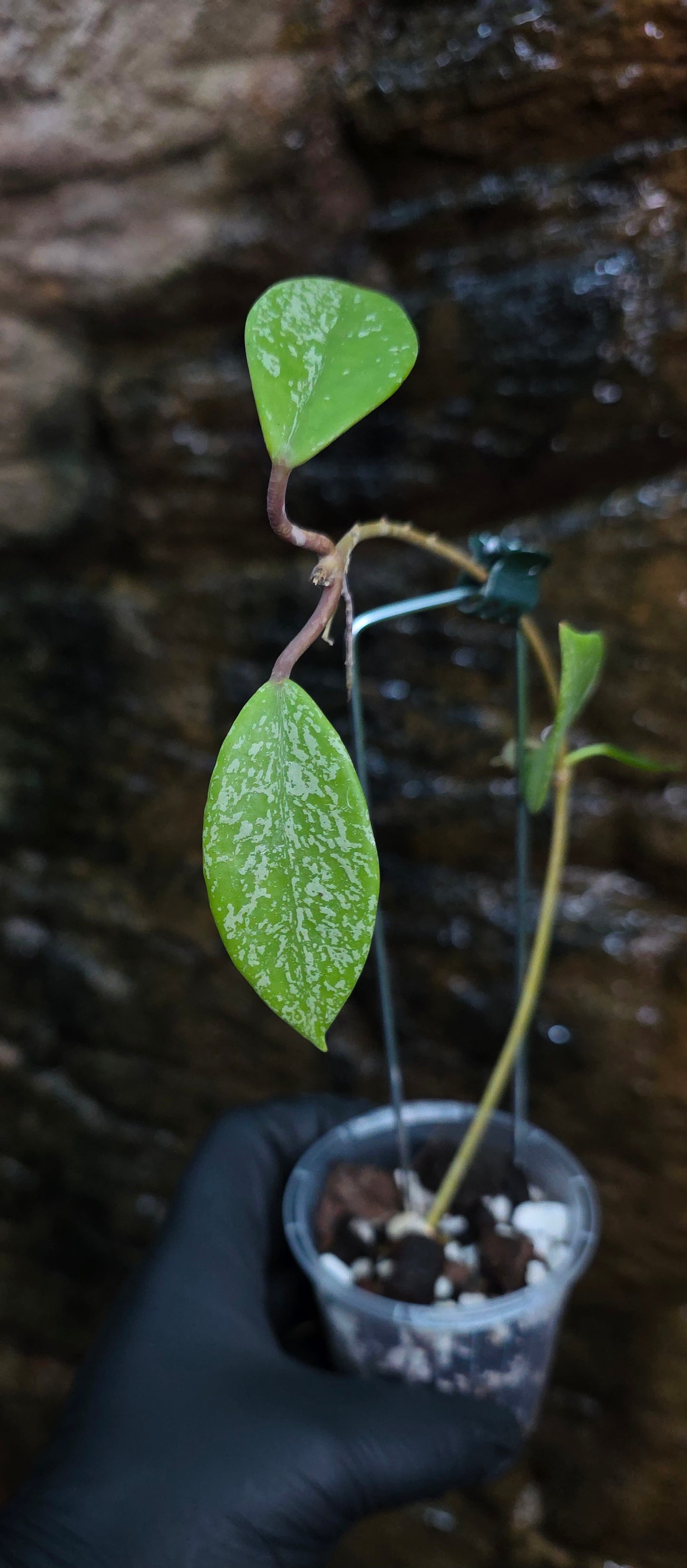 Hoya pubicalyx Splash