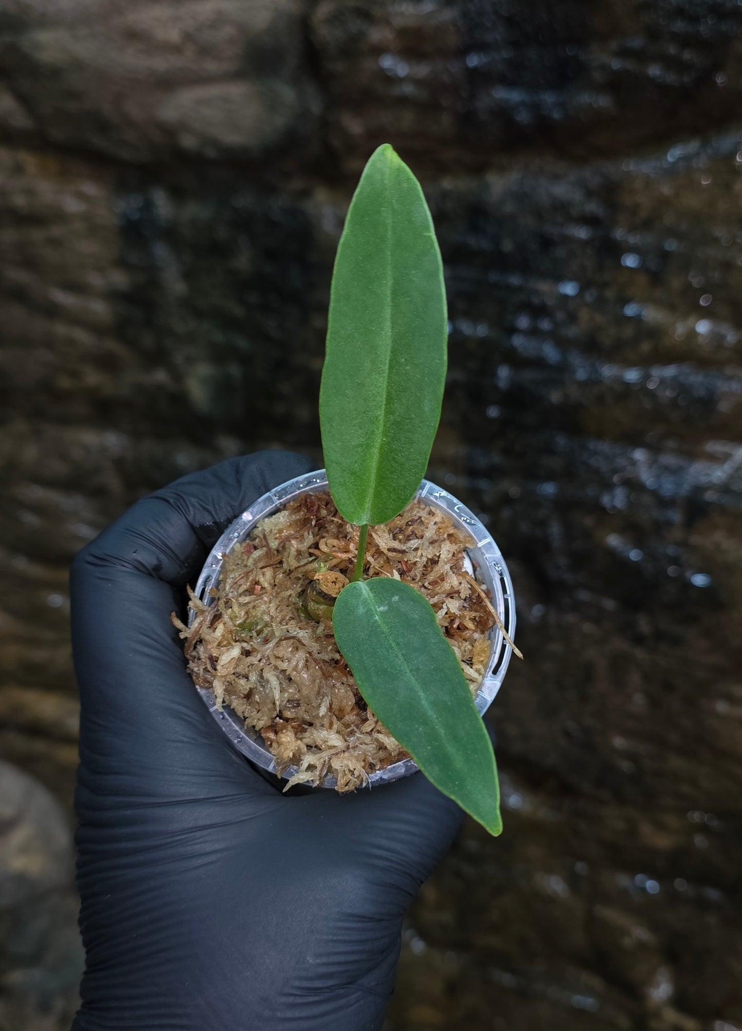 Anthurium Panamense x Warocqueanum