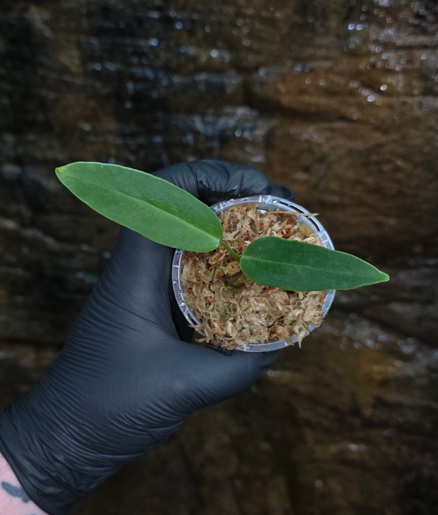 Anthurium Panamense x Warocqueanum
