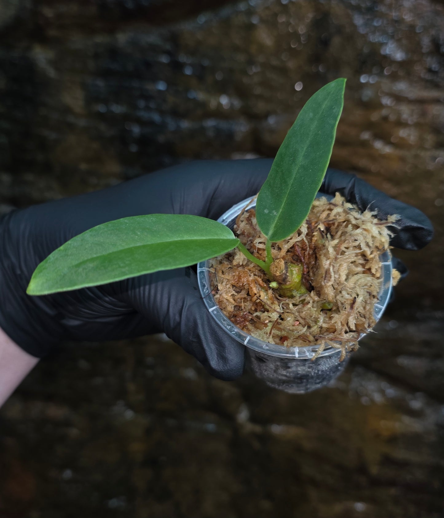 Anthurium Panamense x Warocqueanum