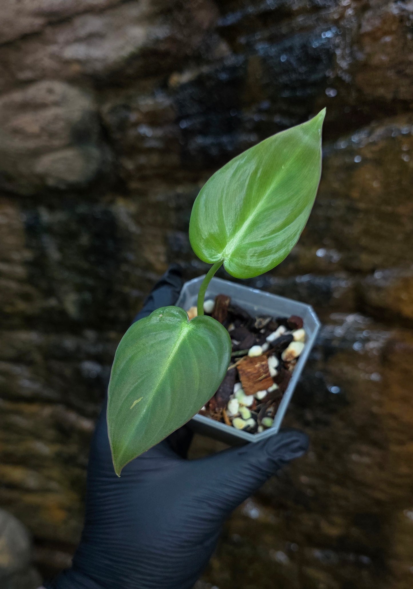 NEW HYBRID* Philodendron Dean McDowell x Glorious
