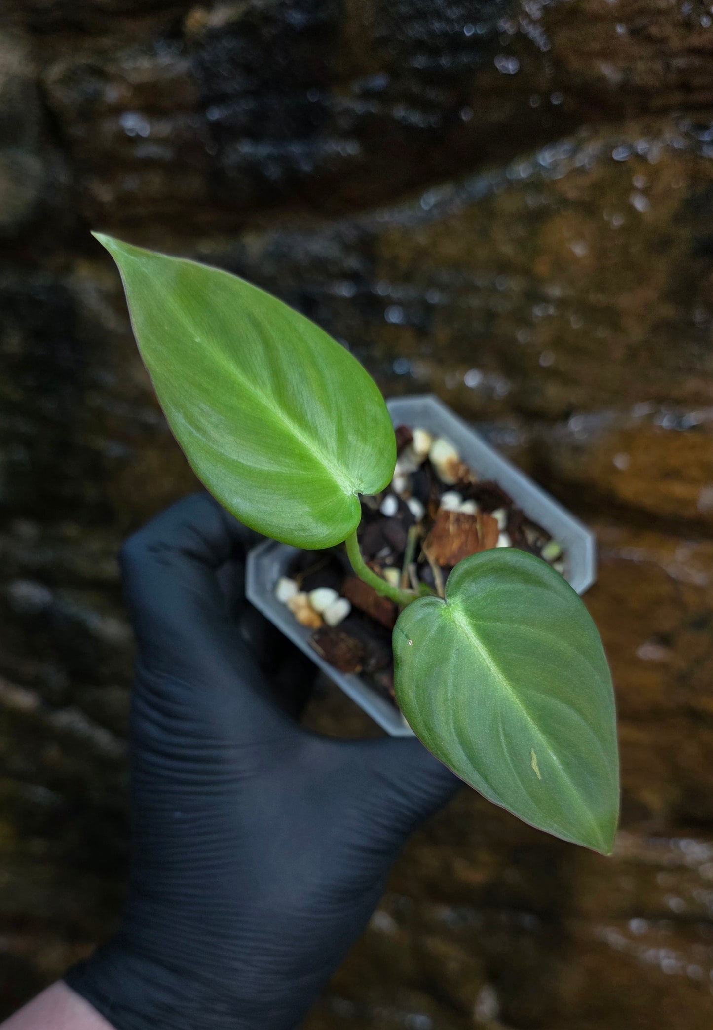 NEW HYBRID* Philodendron Dean McDowell x Glorious