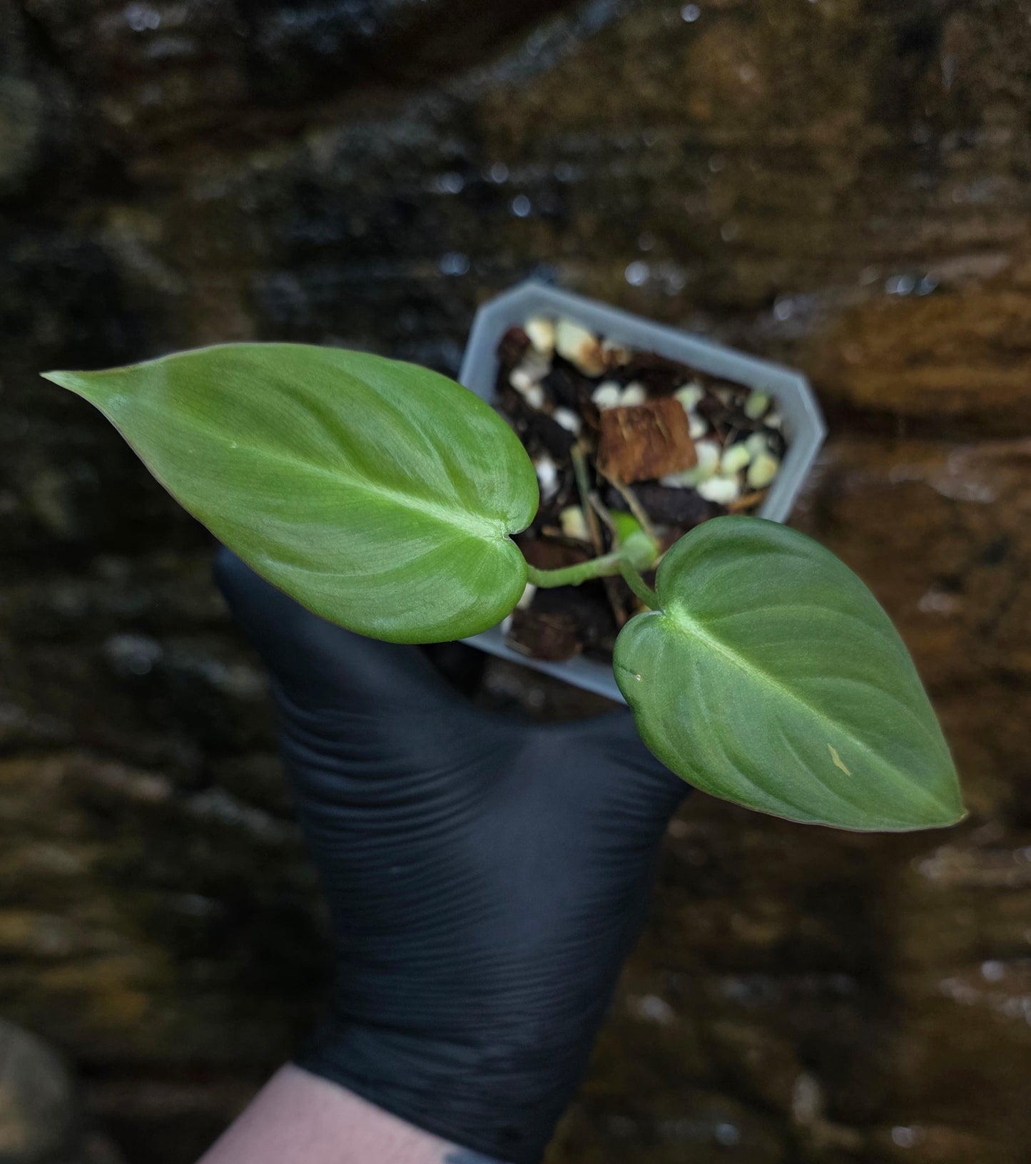 NEW HYBRID* Philodendron Dean McDowell x Glorious