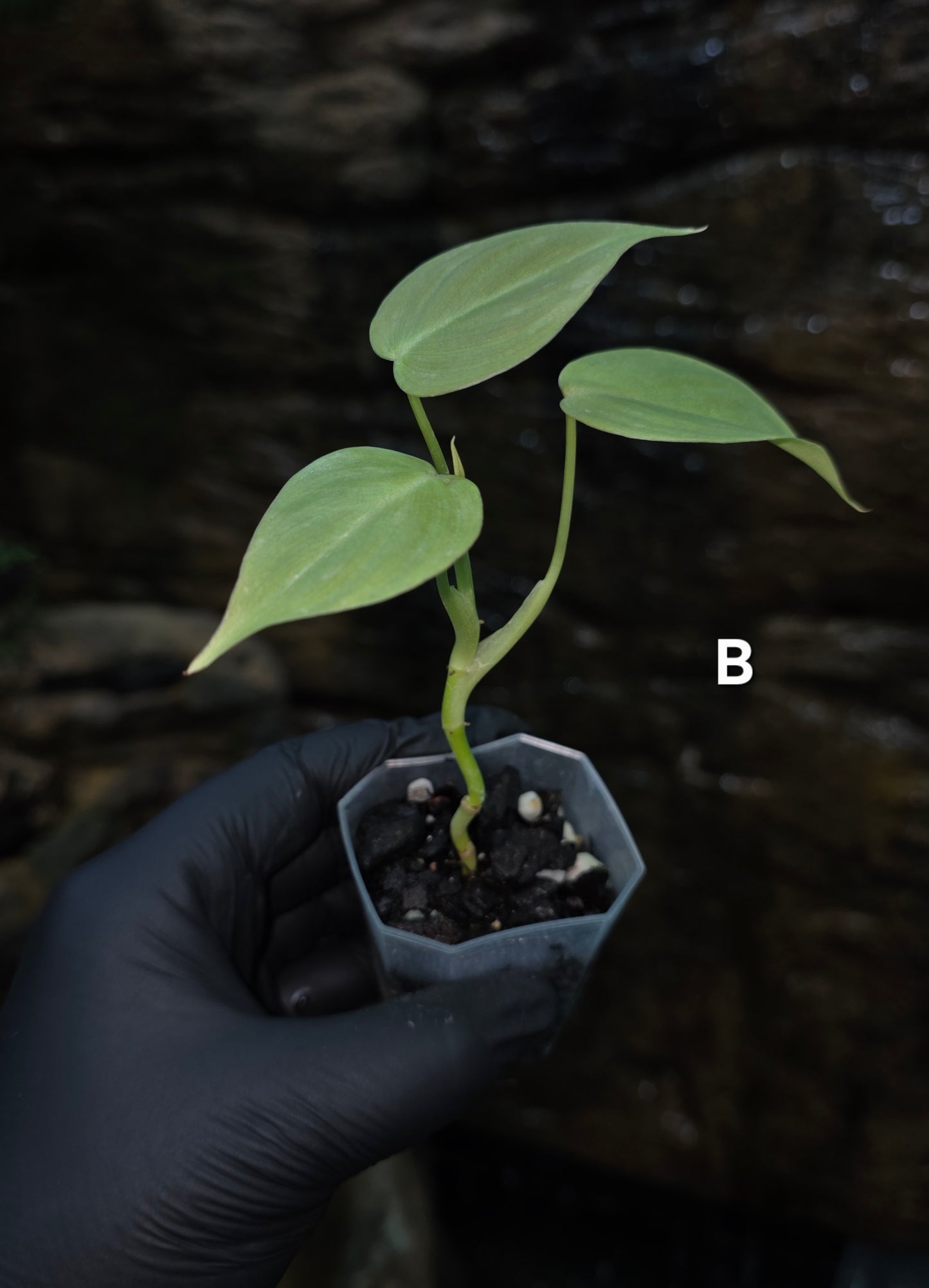 NEW HYBRID* Philodendron Majestic Hybrid seedlings