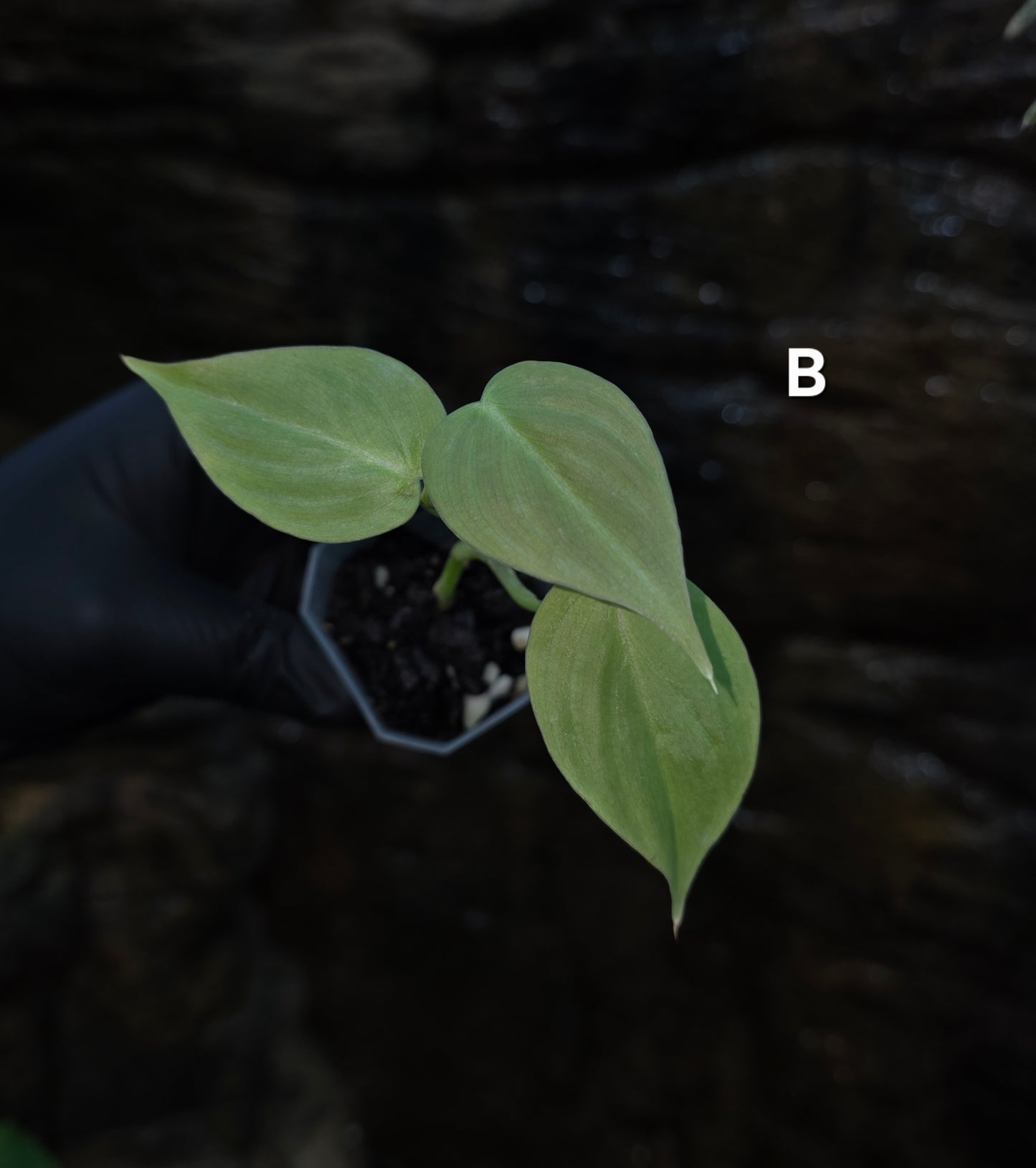NEW HYBRID* Philodendron Majestic Hybrid seedlings