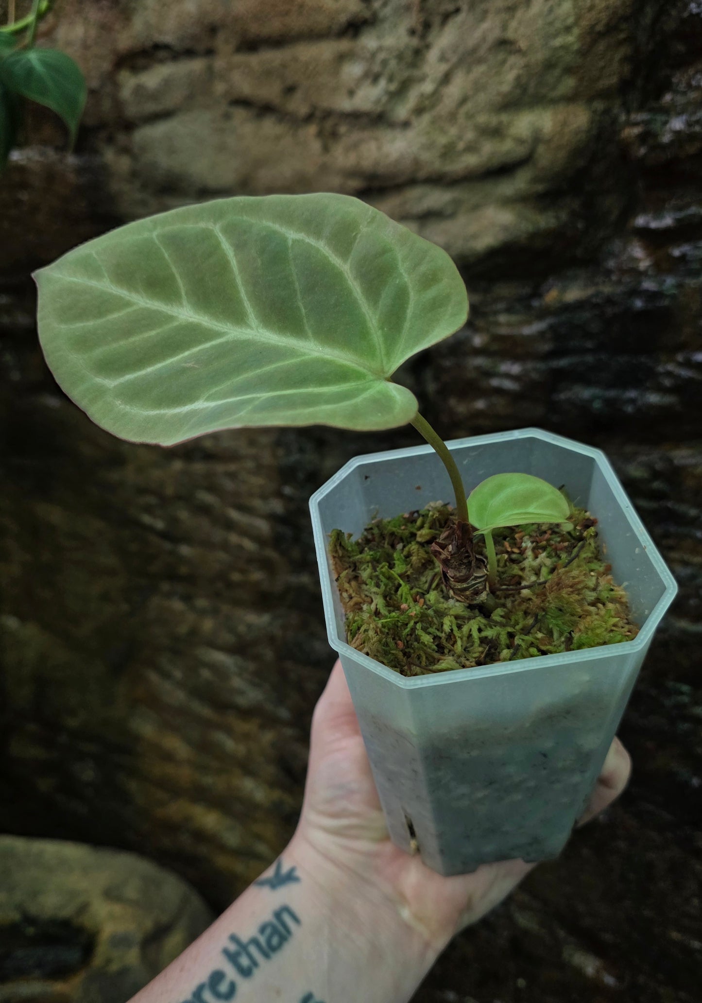 Anthurium Crystallinum hybrid