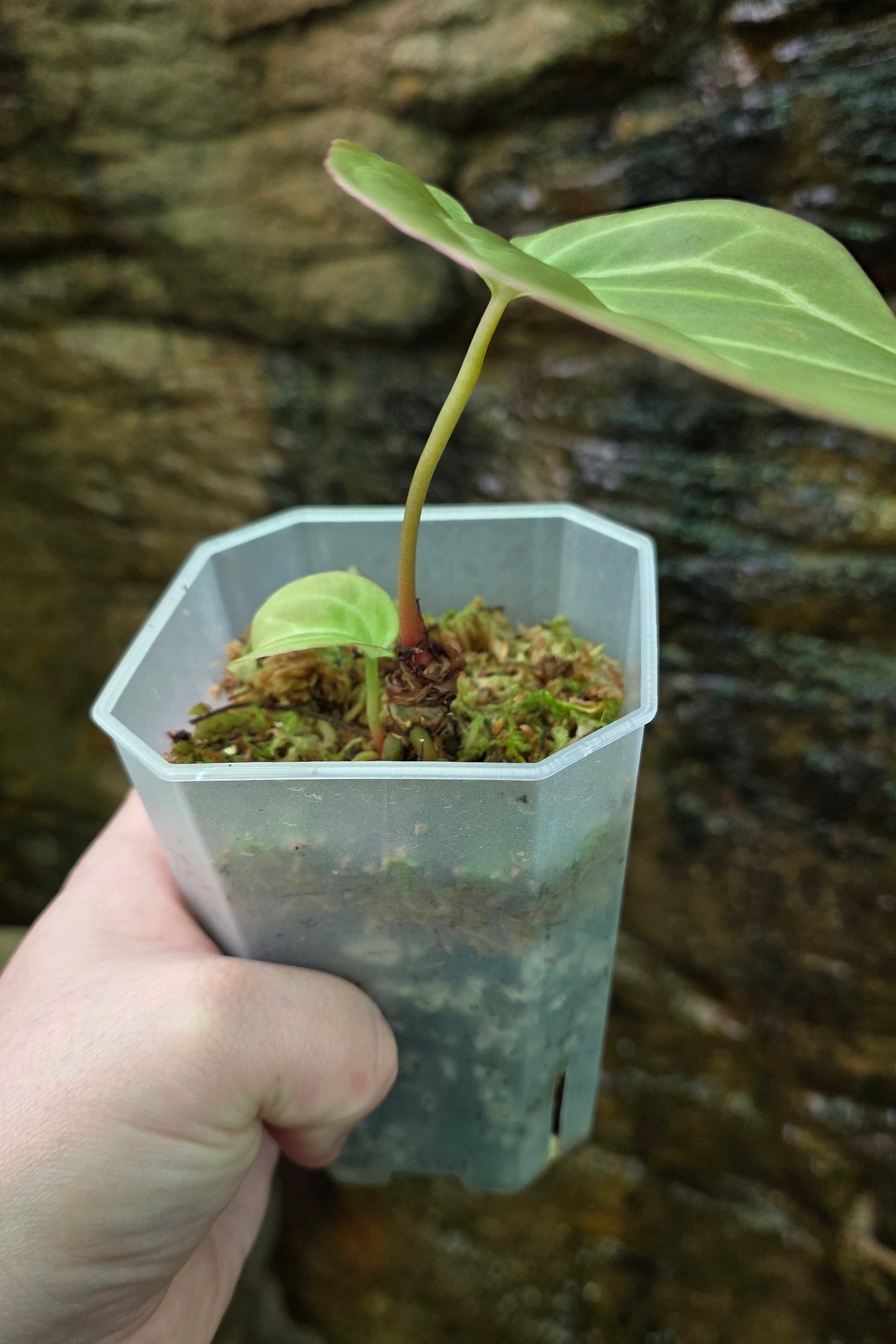Anthurium Crystallinum hybrid