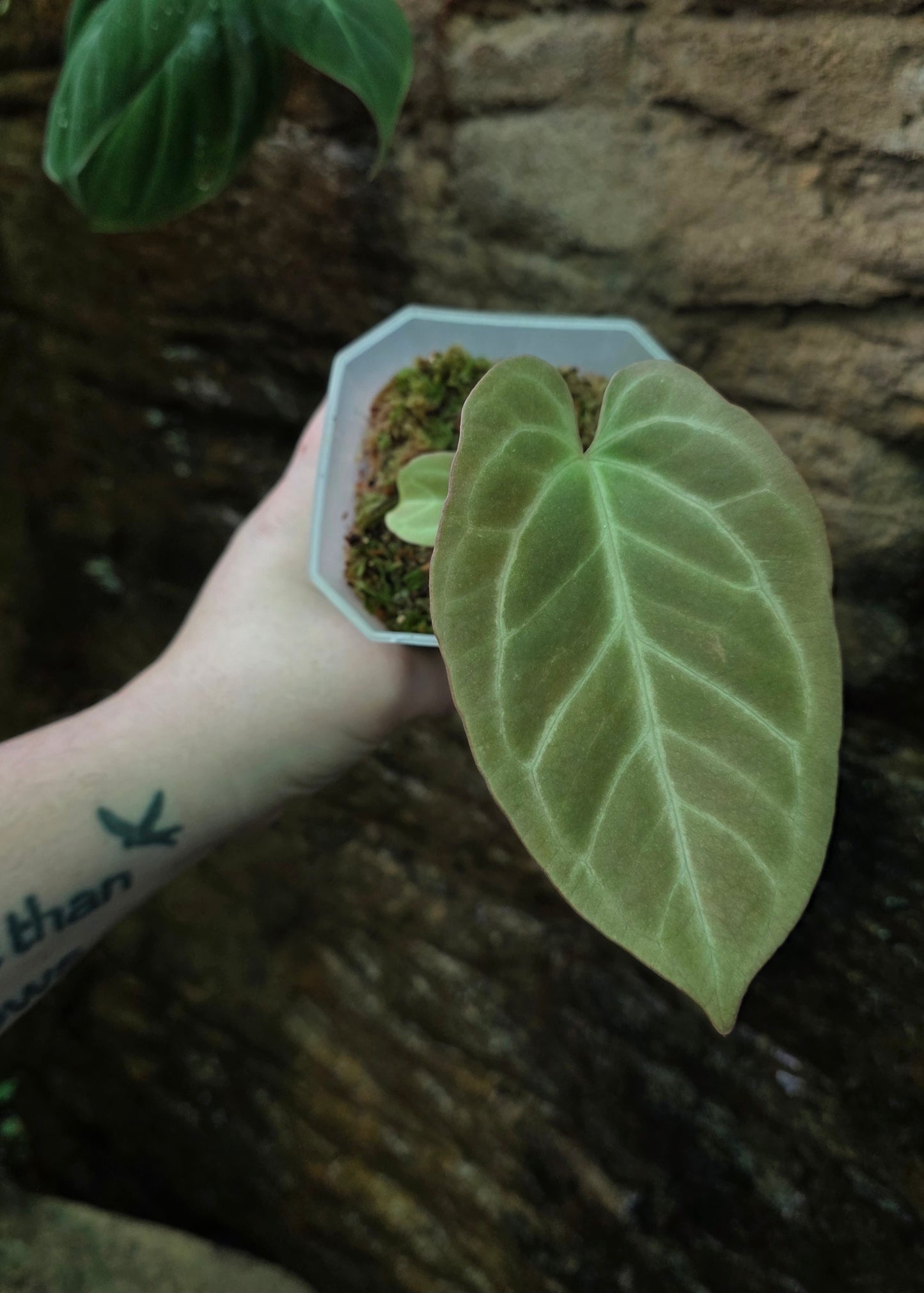 Anthurium Crystallinum hybrid