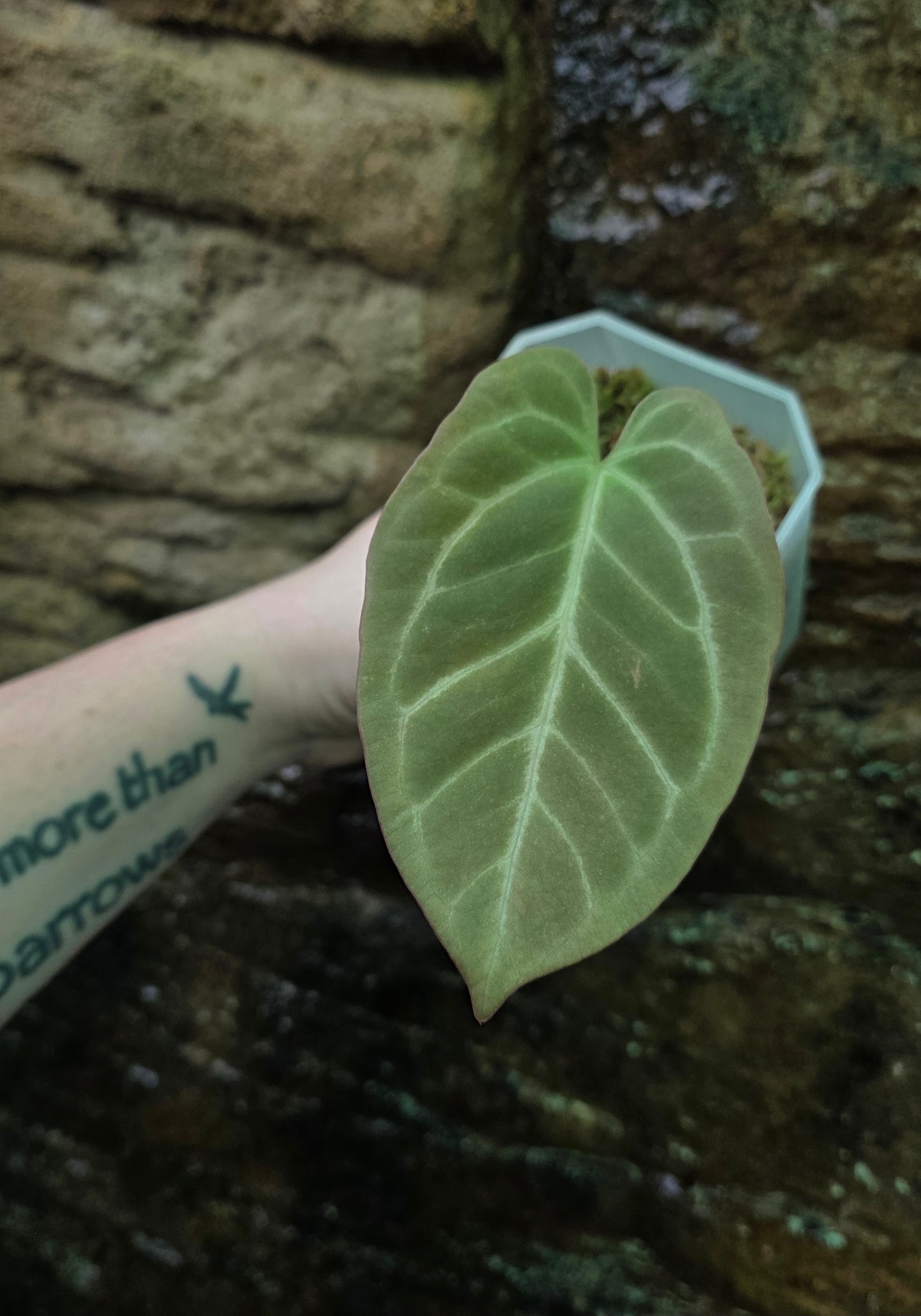 Anthurium Crystallinum hybrid